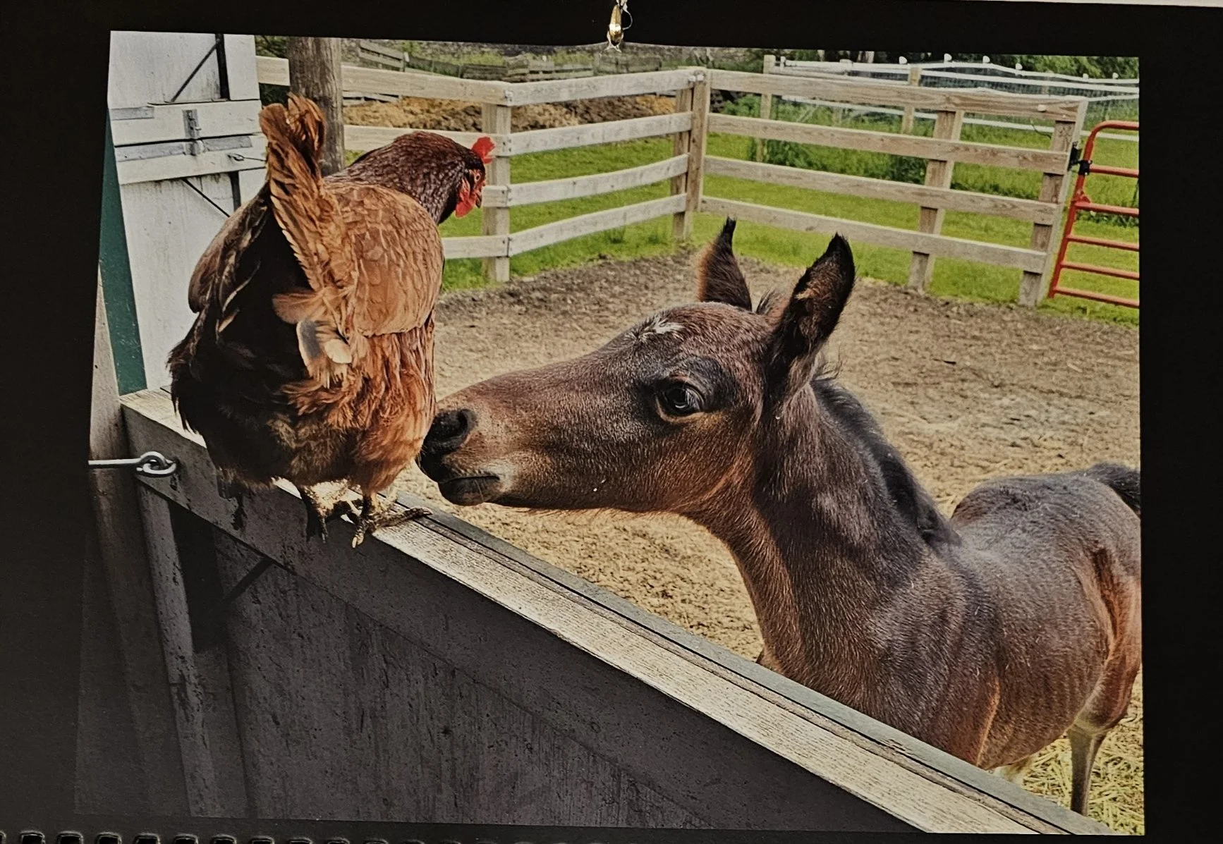 cosmo and chicken.jpg