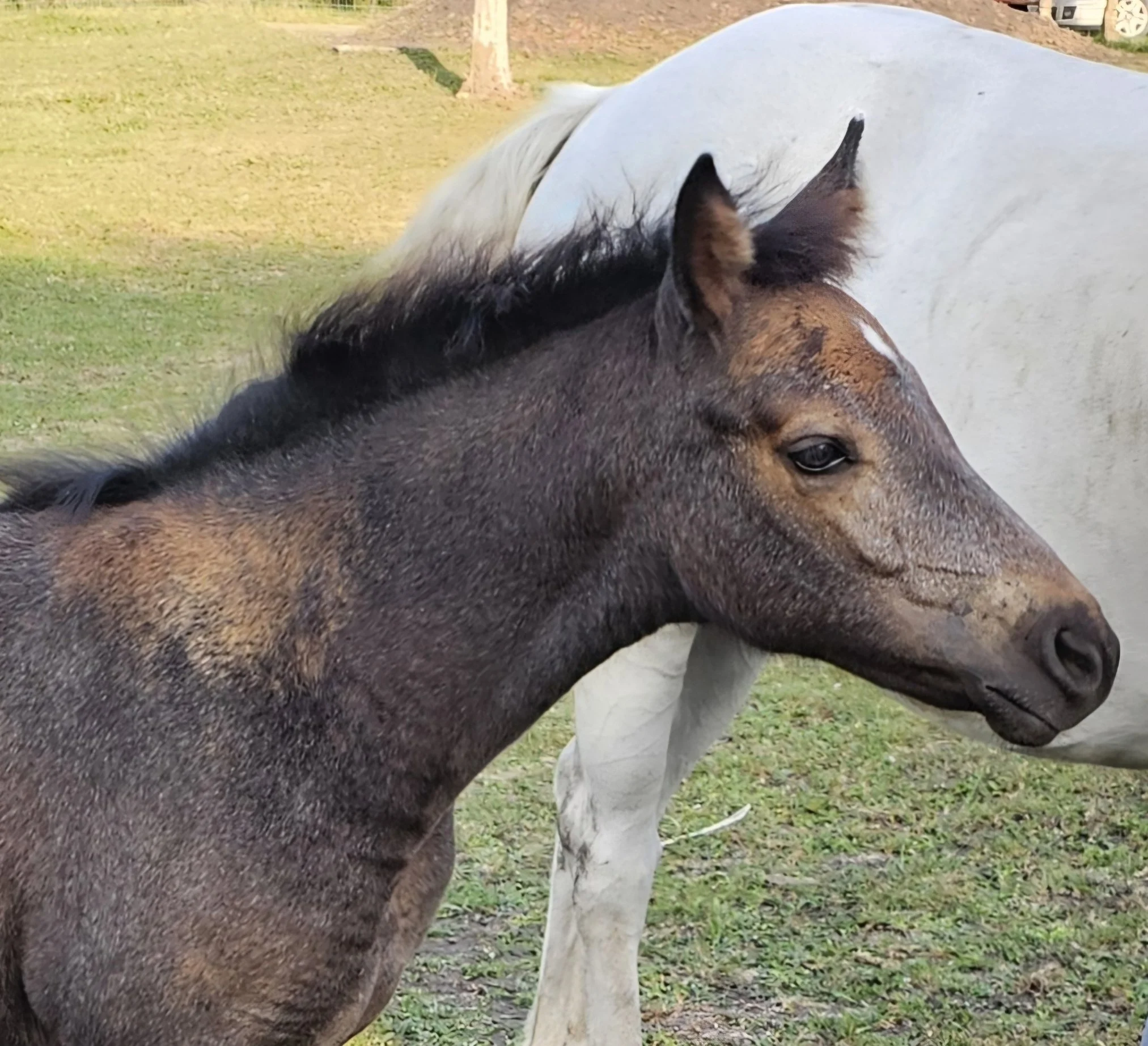 sunshine shedding out.jpg