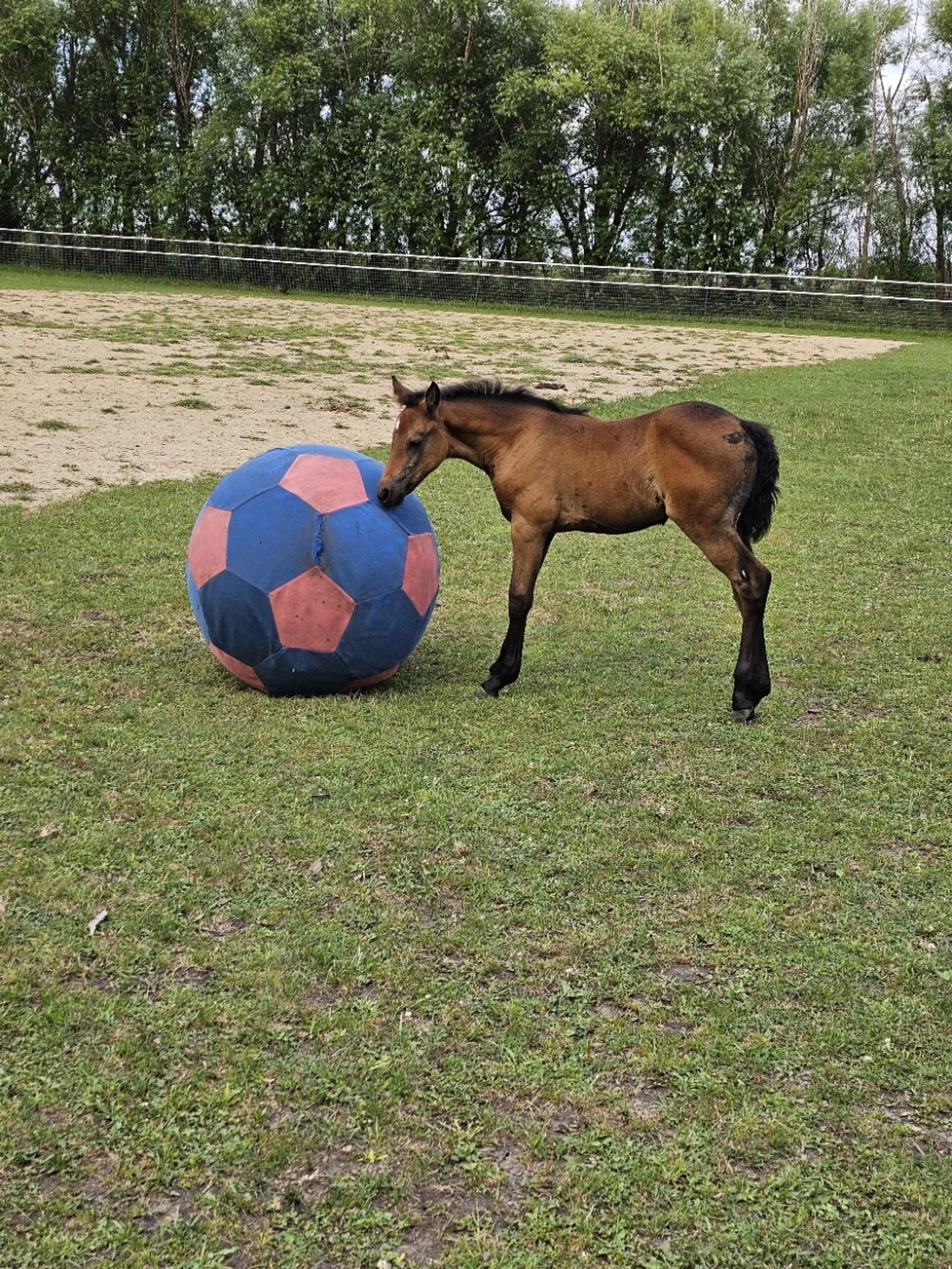 cosmo with the ball.jpg