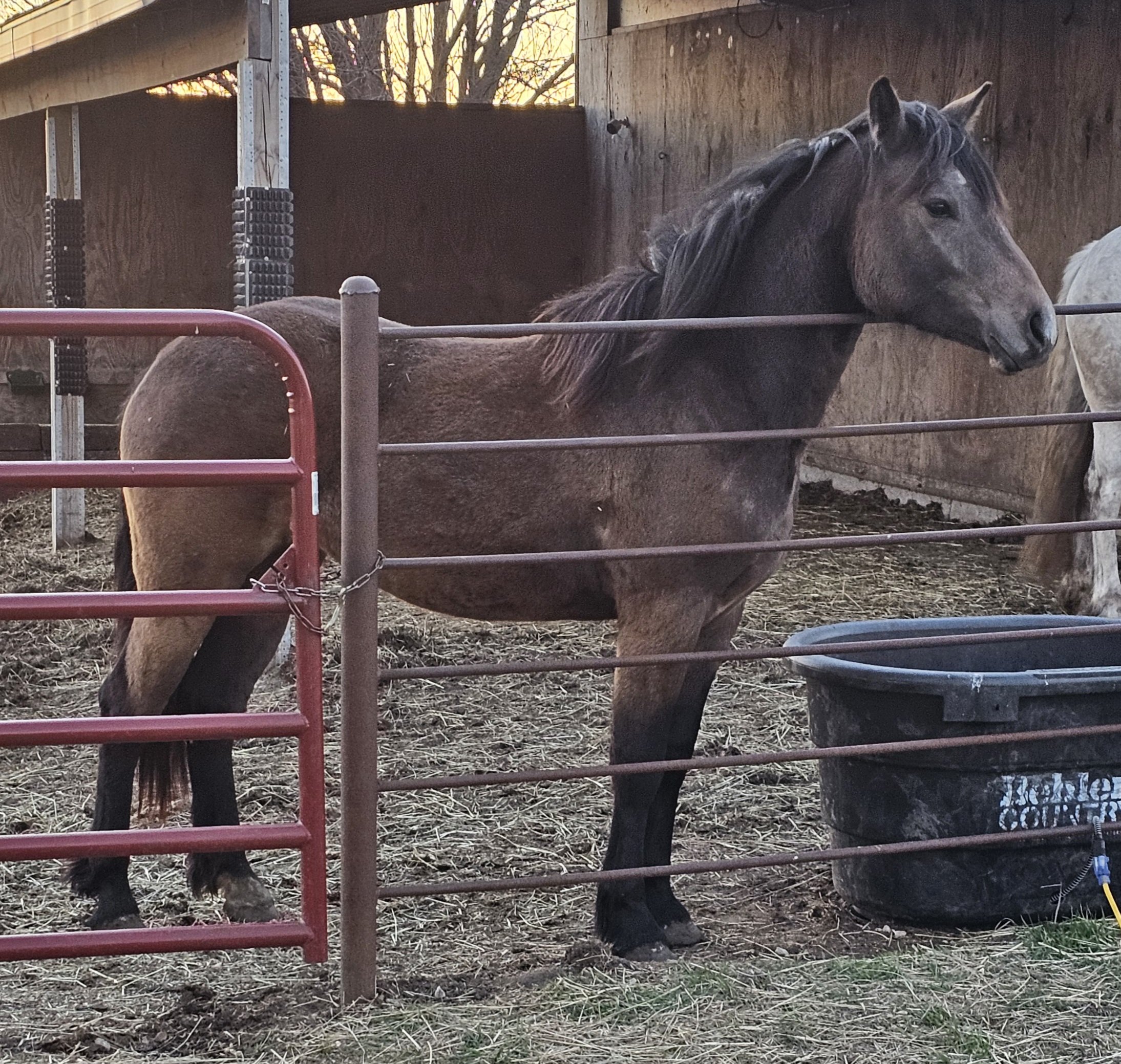 willia age 3 3rd shot.jpg