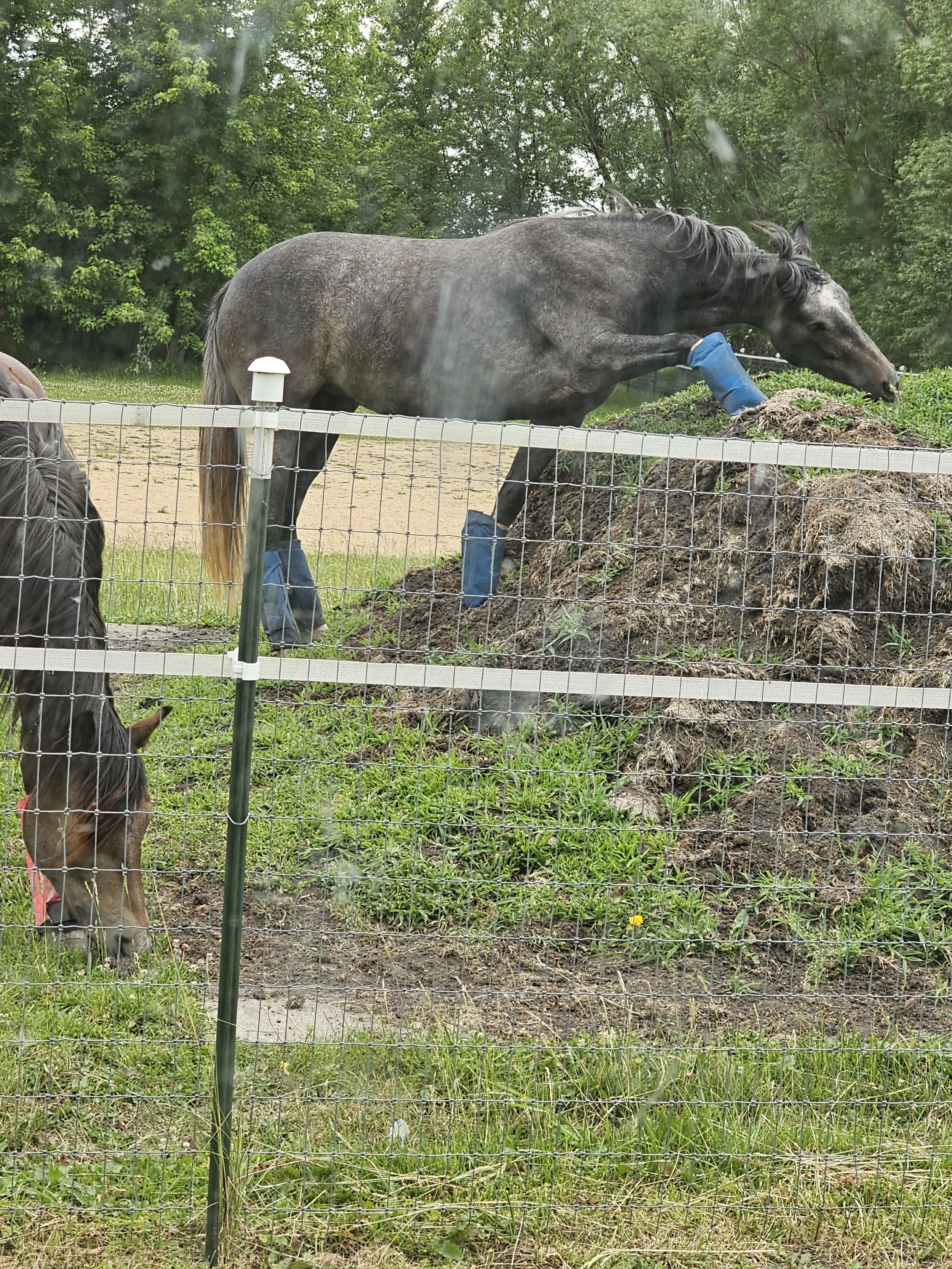 arwen on the hill.jpg