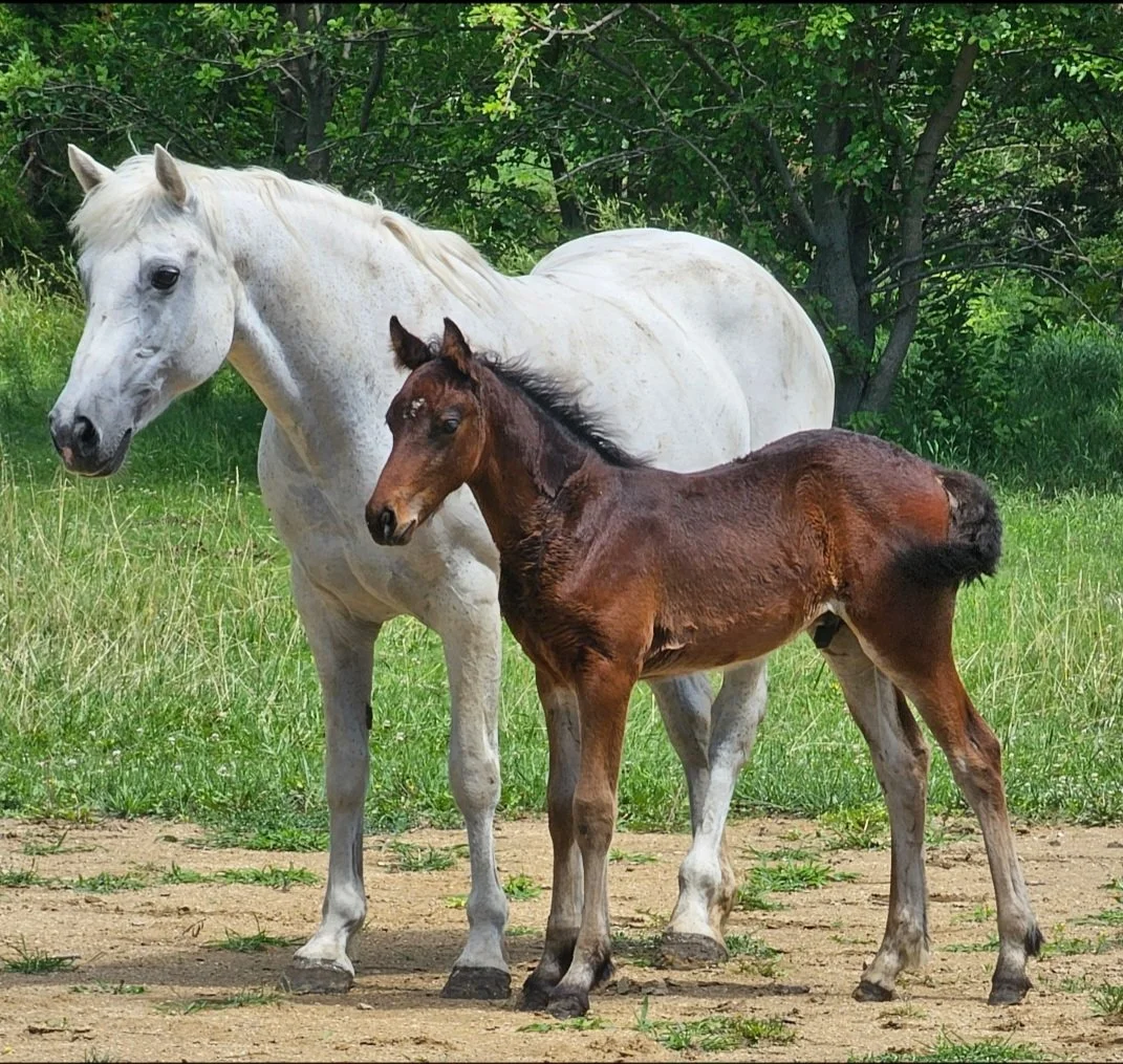phillipa with cosmo as a foal.jpg