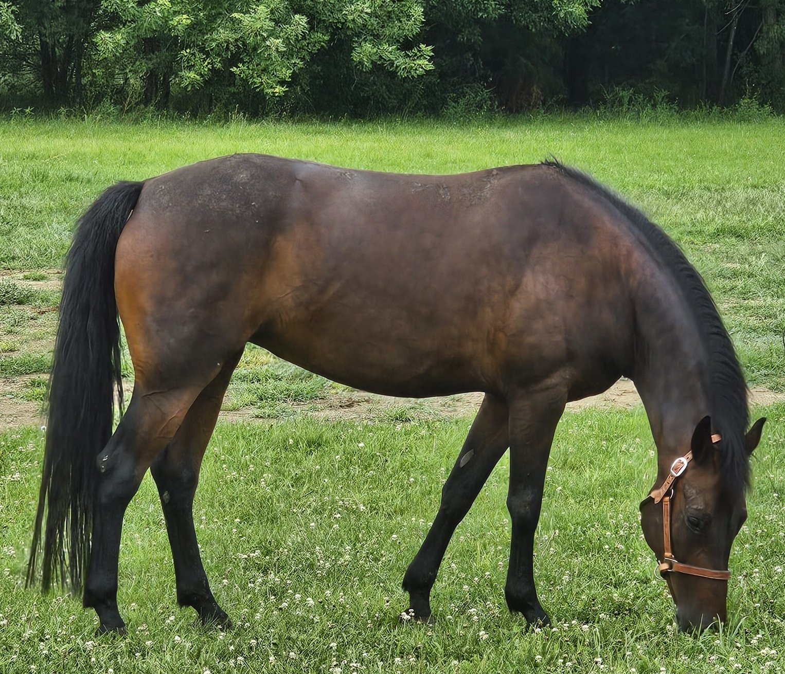 aliza in pasture.jpg
