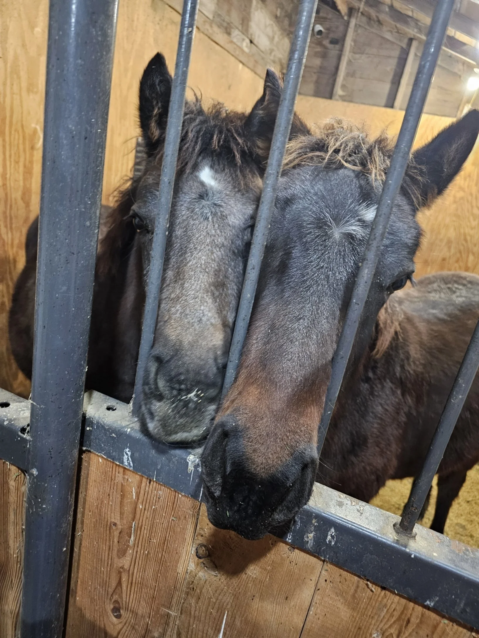 sunshine and cosmo getting weaned.jpg