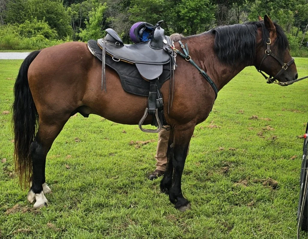 caspar getting ready to ride.jpg
