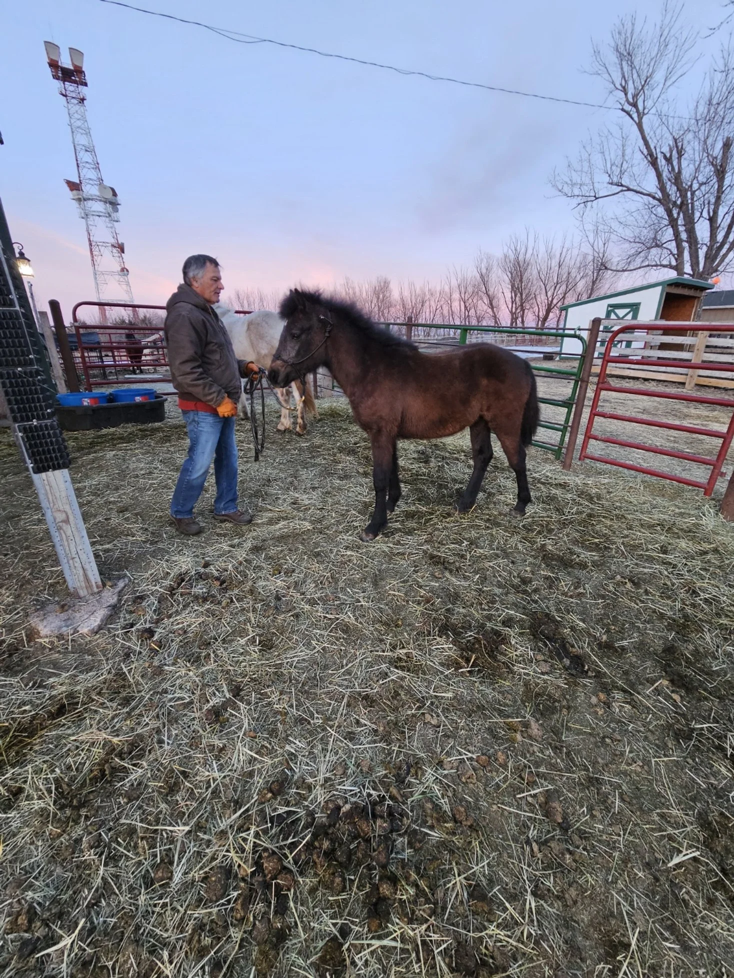 sunshine wooly mamoth2.jpg