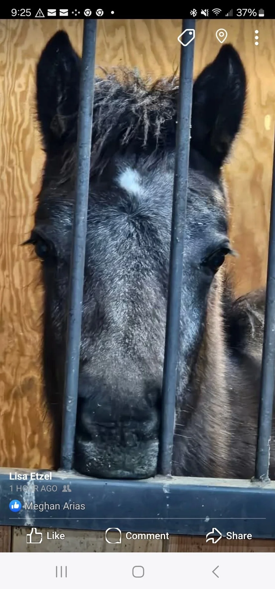 sunshine behind bars.jpg