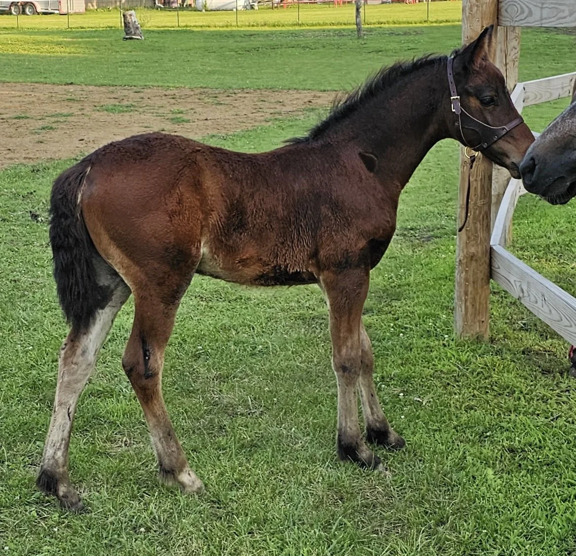 cosmo with arwen.jpg