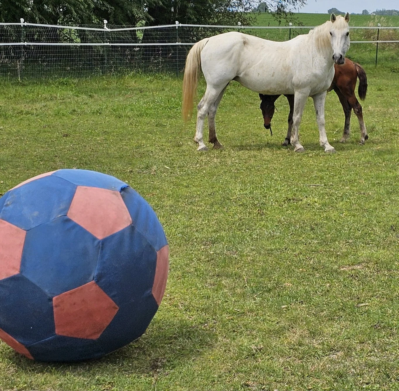 phillipa what is it.jpg