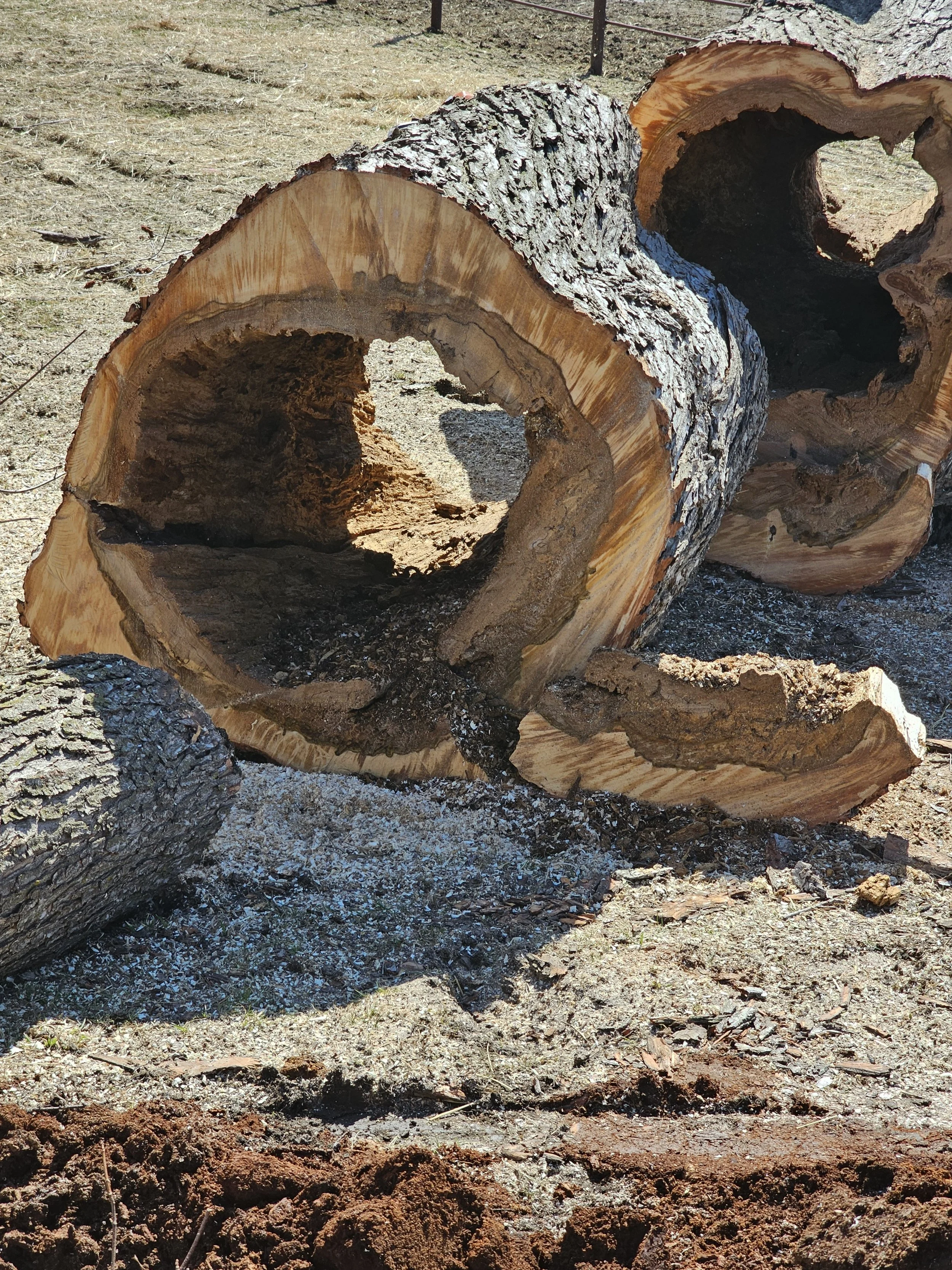 taking down the halloween tree.jpg