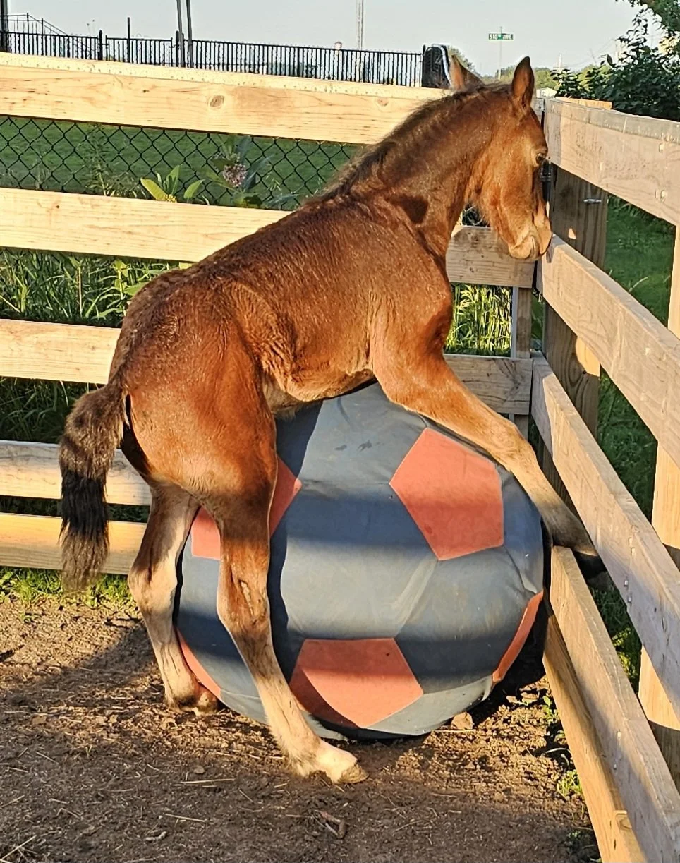 cosmo with the ball (2).jpg