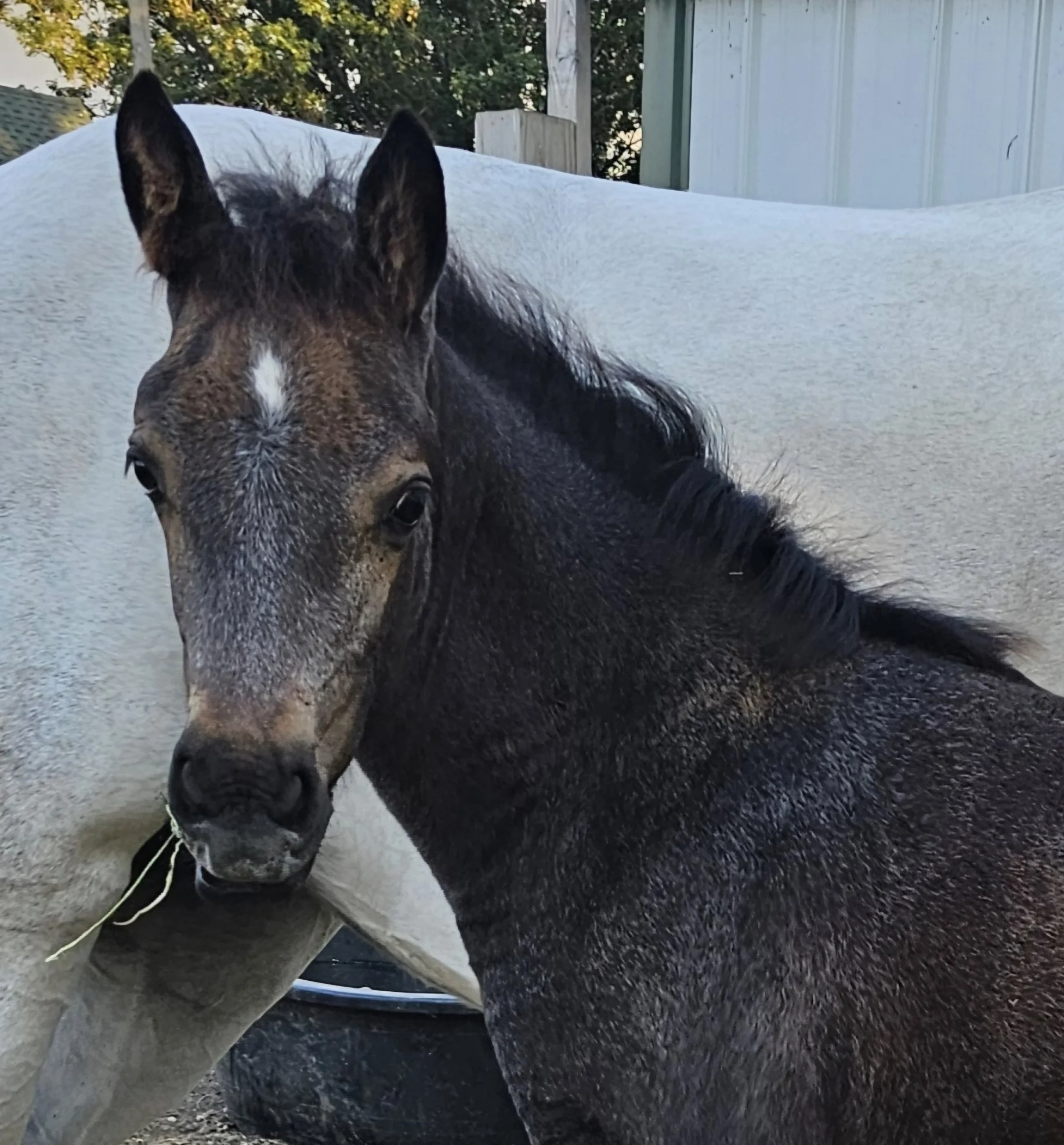 sunshine front end shot 2.jpg