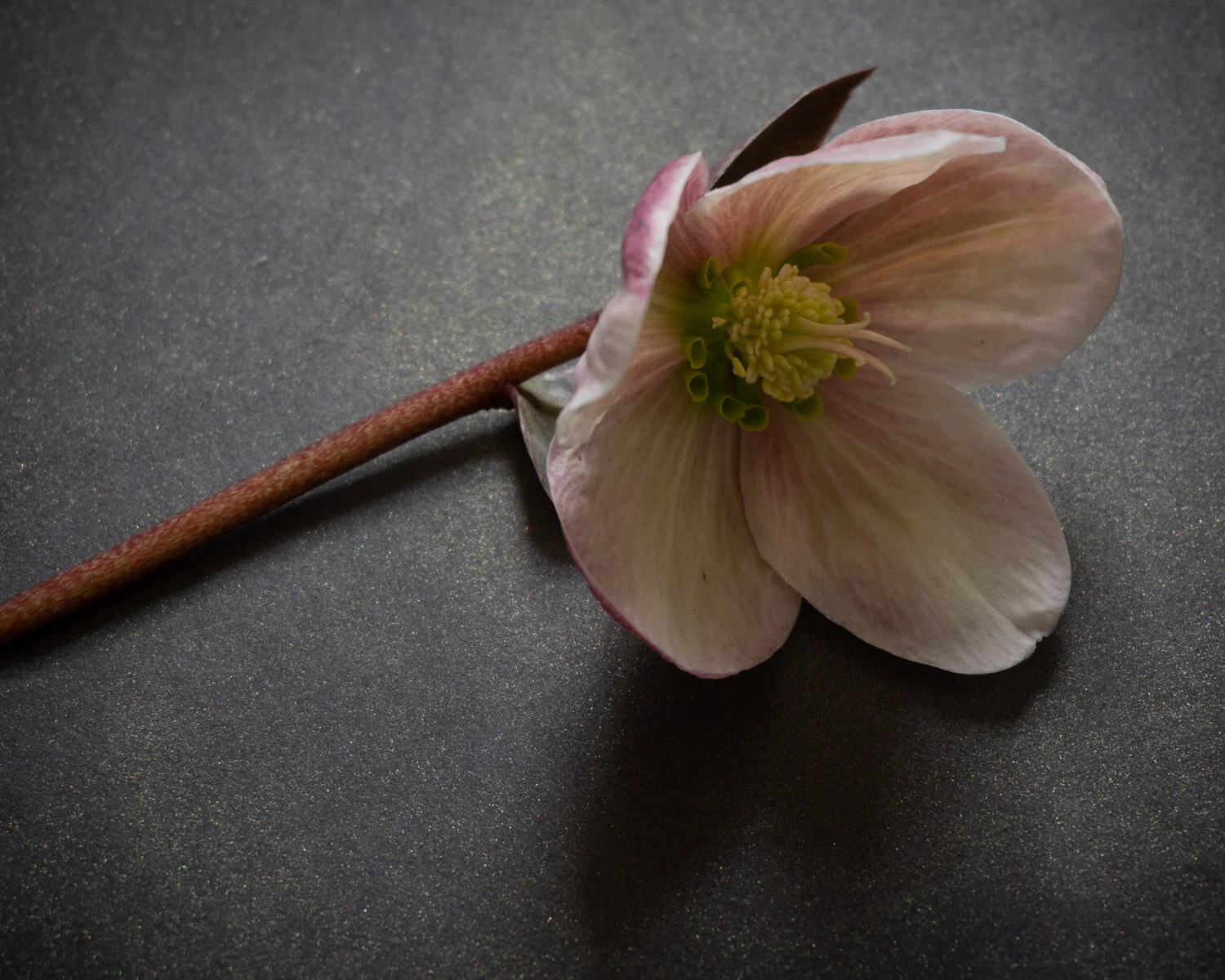 Flower Photos for blog-03055.JPG
