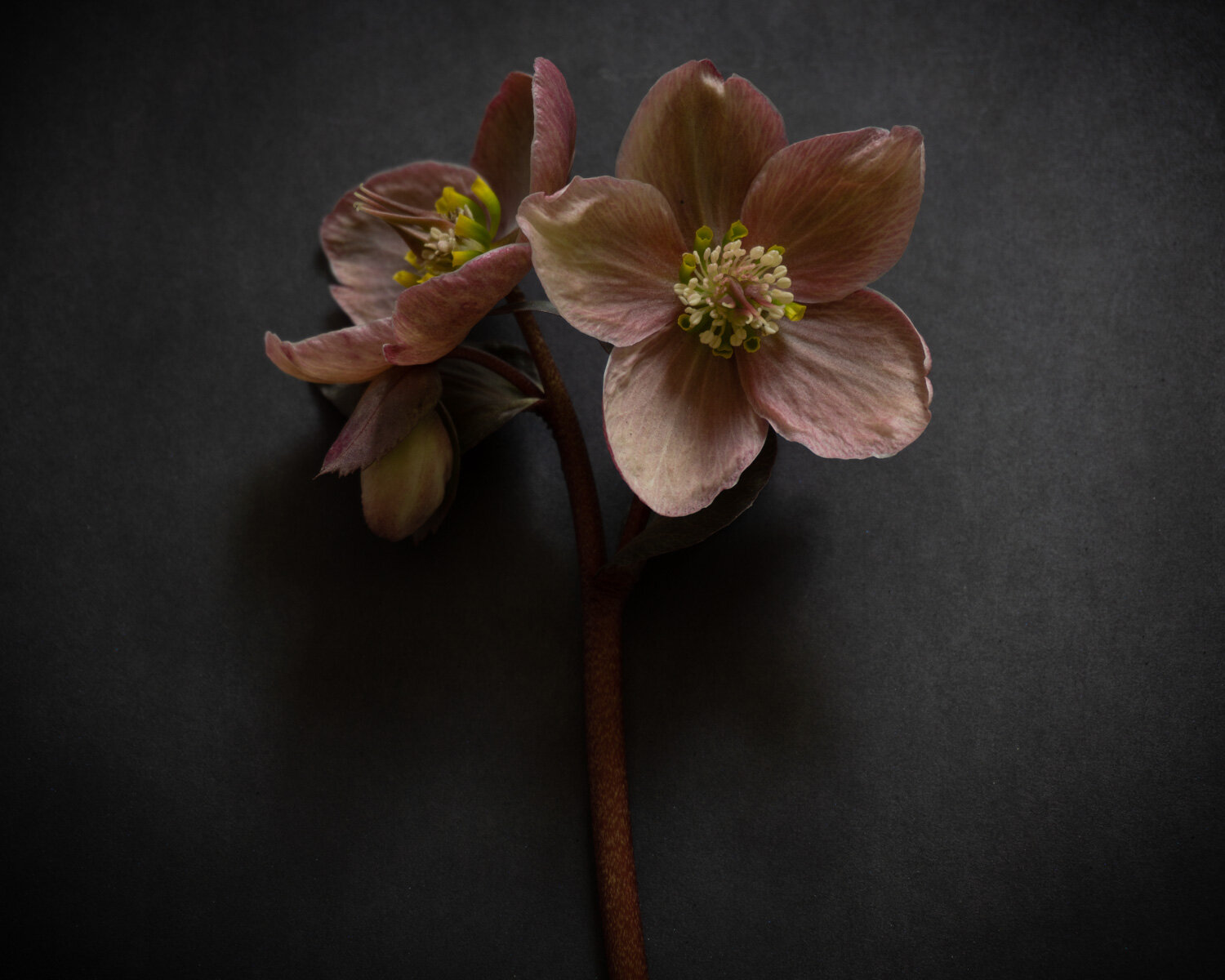 Flower Photos for blog-03045.JPG