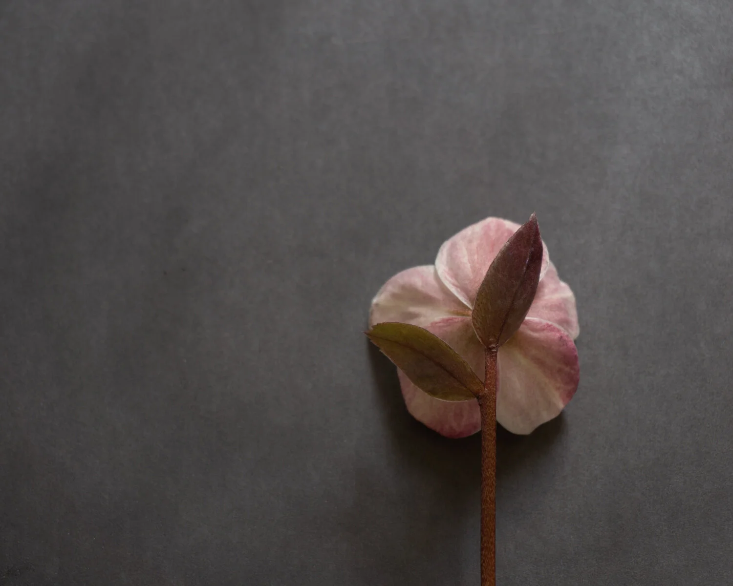 Flower Photos for blog-03046.JPG