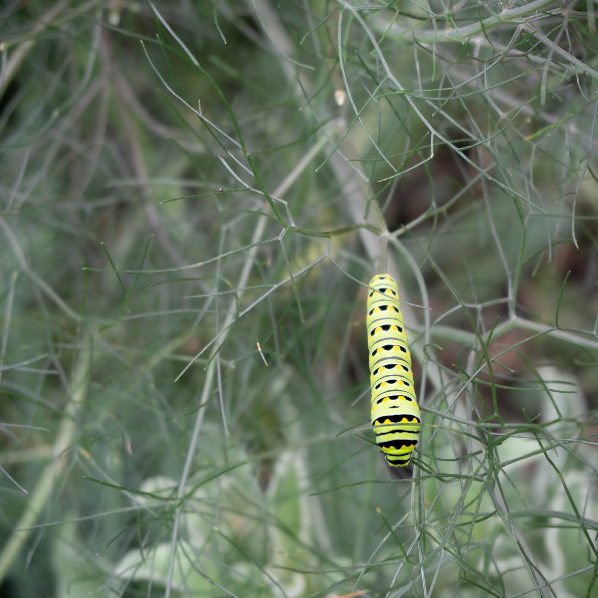 Caterpillar 2-09942.jpg