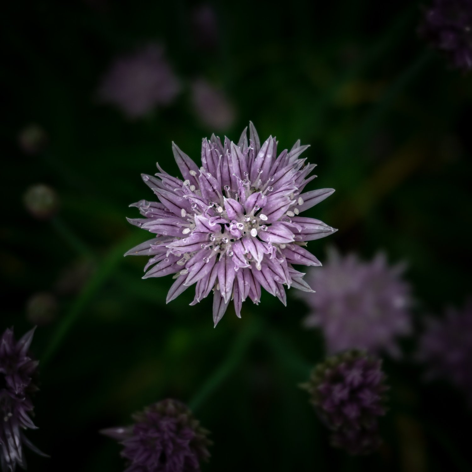Garden- Cosmic Flowers 3.jpg
