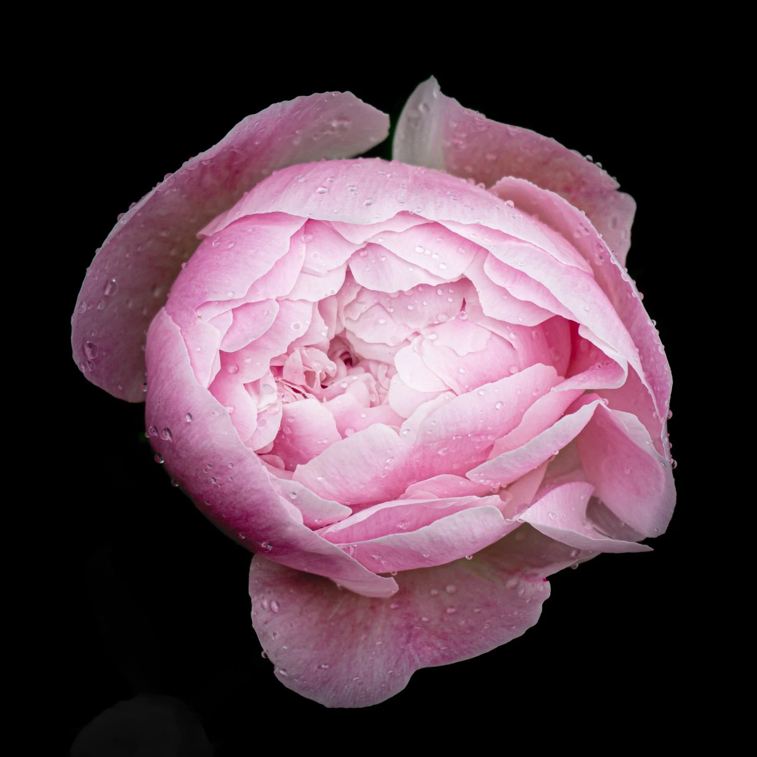 Garden- Cosmic Flowers 4.jpg