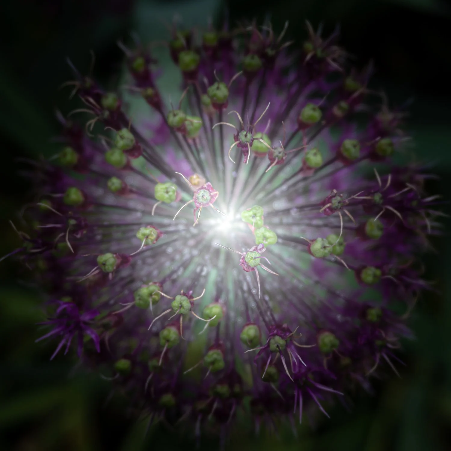 Garden- Cosmic Flowers 1.jpg