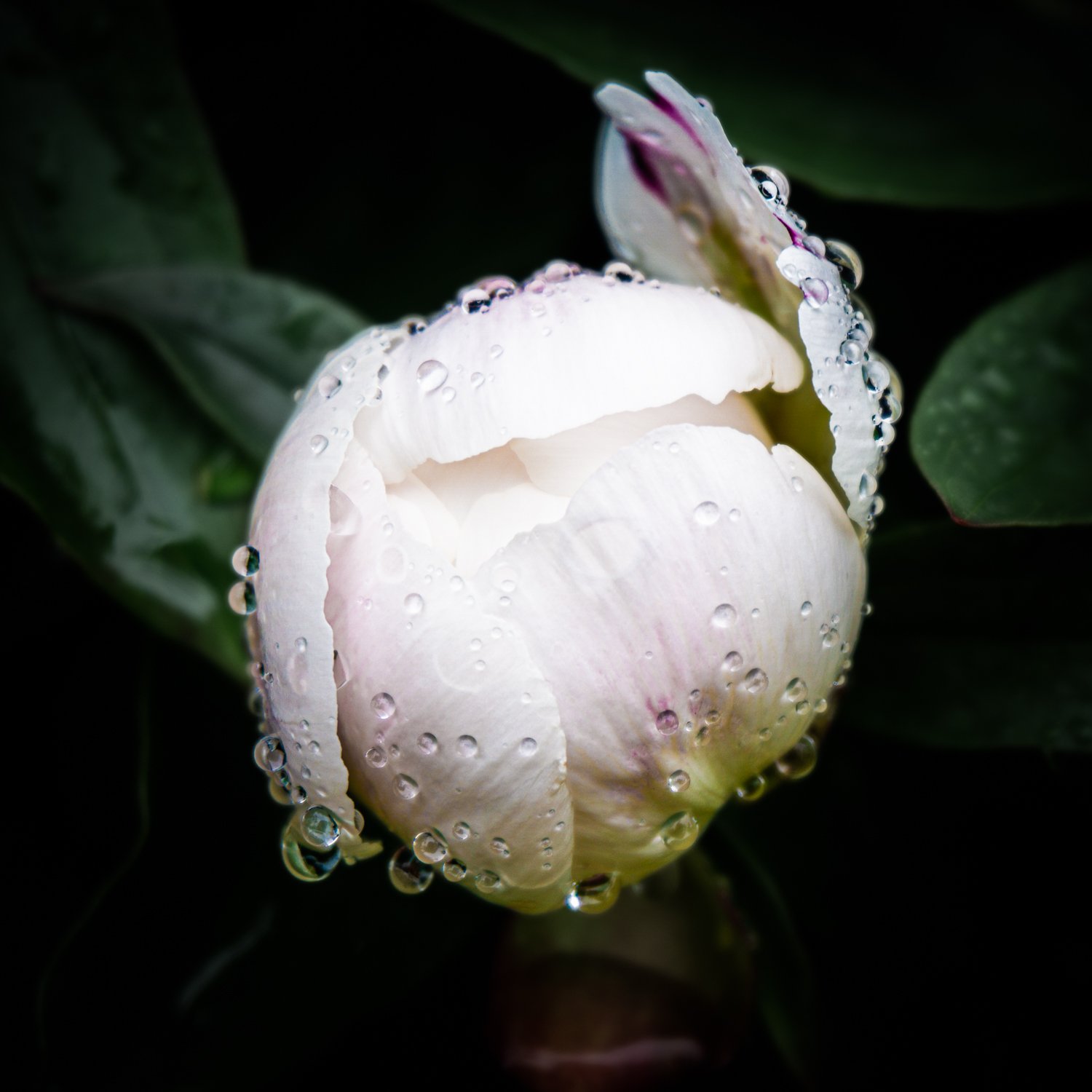 Cosmic Flowers: Photography