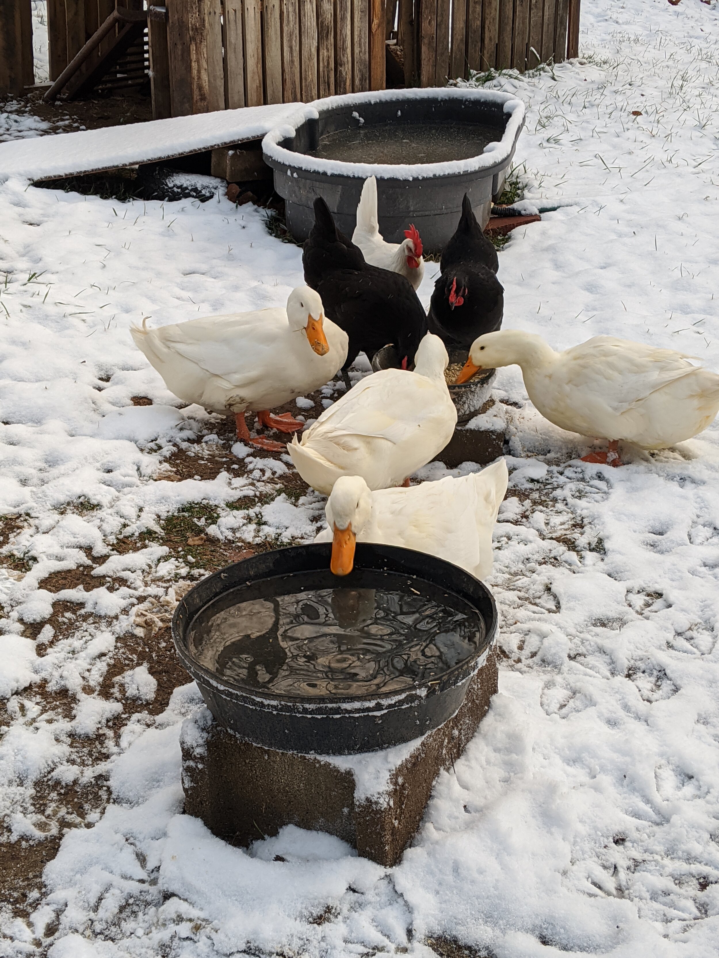 Ducks and Chickens