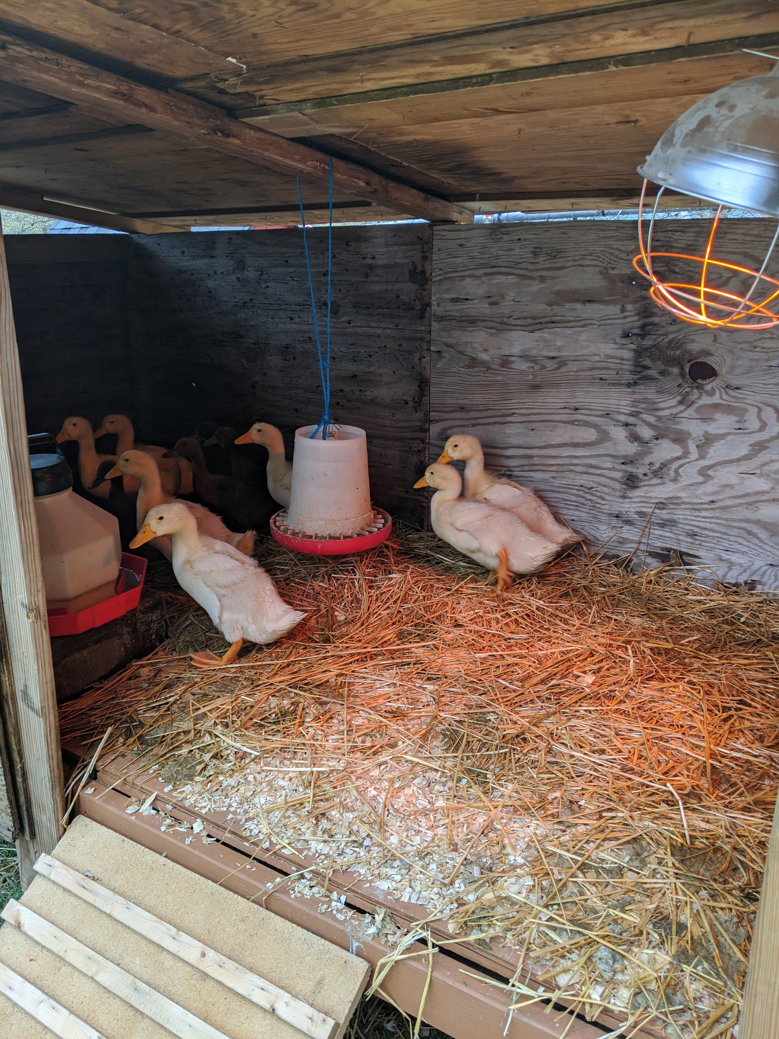 Building A Duck House - Diy — Tejas Farm