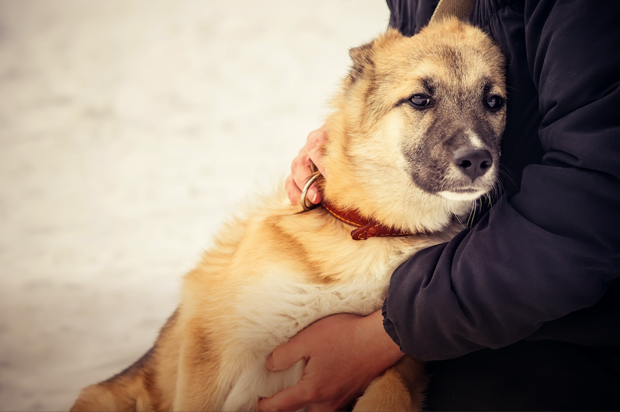 Connecticut Humane Society