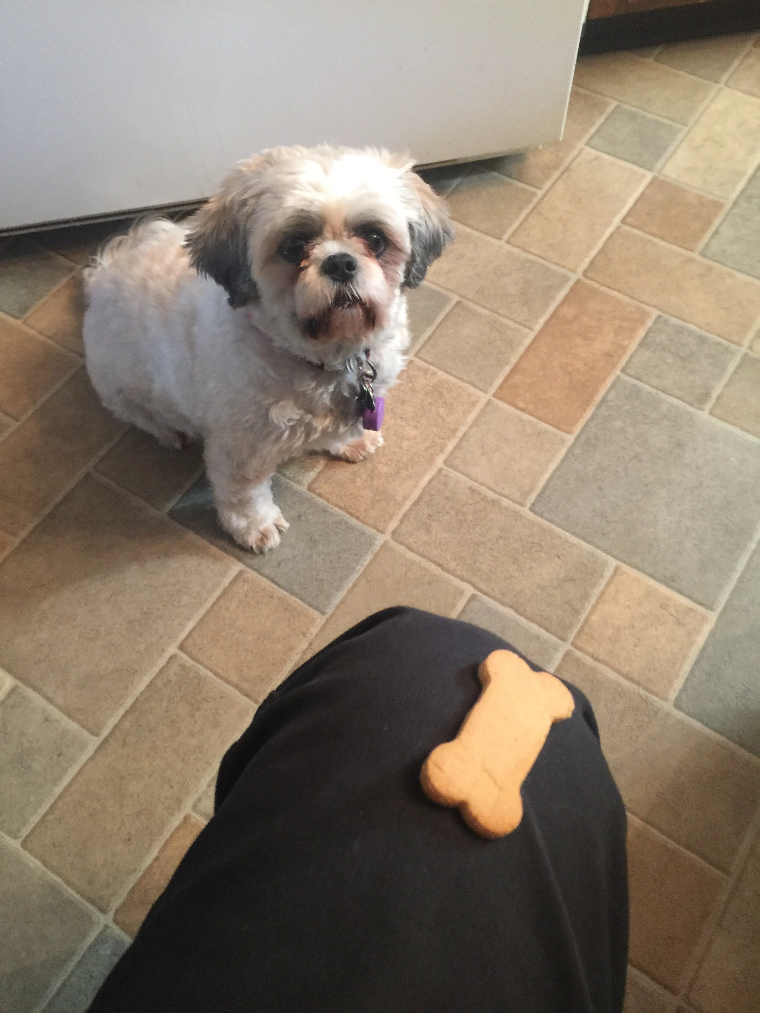small white fluffy dog sitting on a kitchen floor. A treat is in the foreground. The dog would like the treat very much.