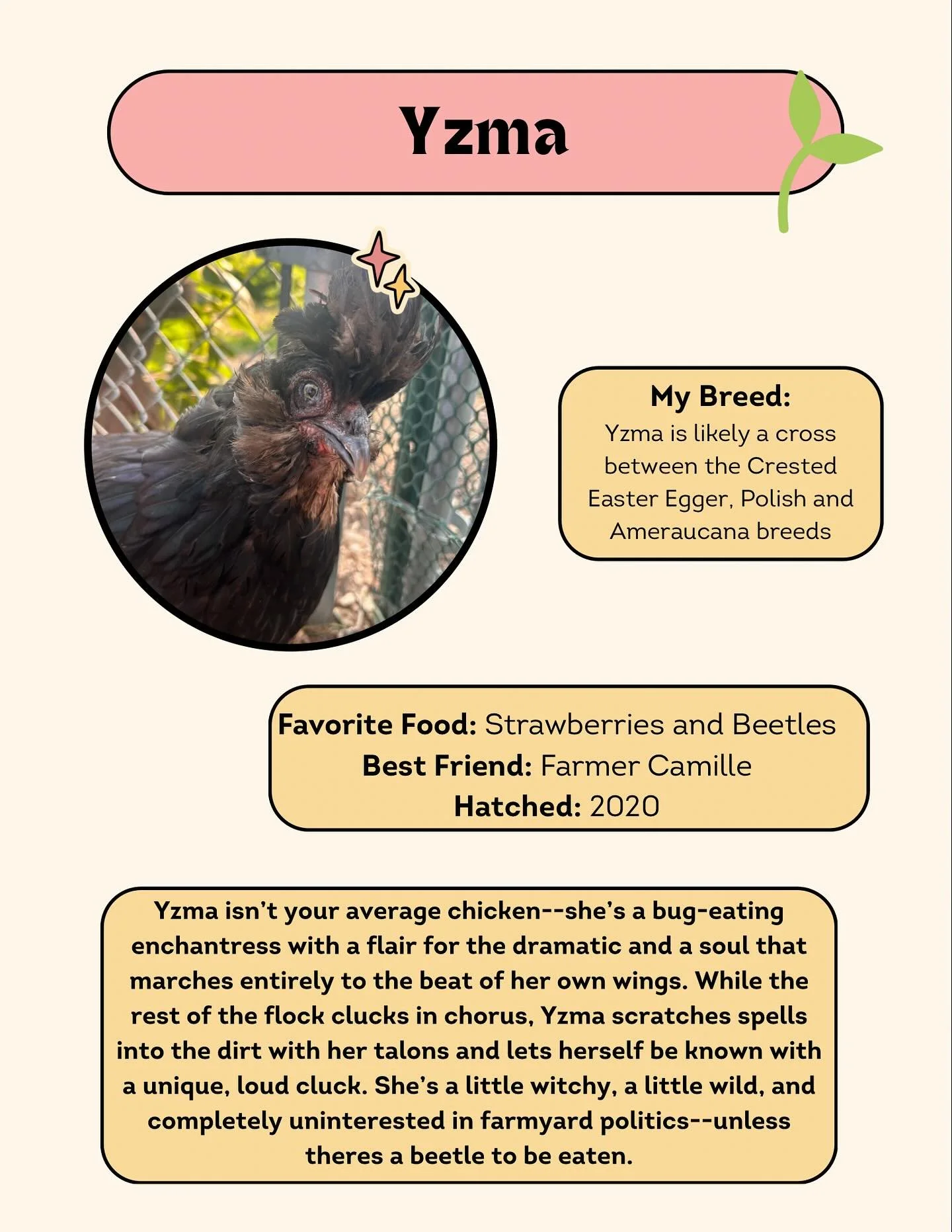 Meet the Denver Green School Chickens!

First up is Yzma, the enchantress of the flock with a flair for the dramatic. Keep an eye out as we&rsquo;ll be introducing a chicken from the flock each week!