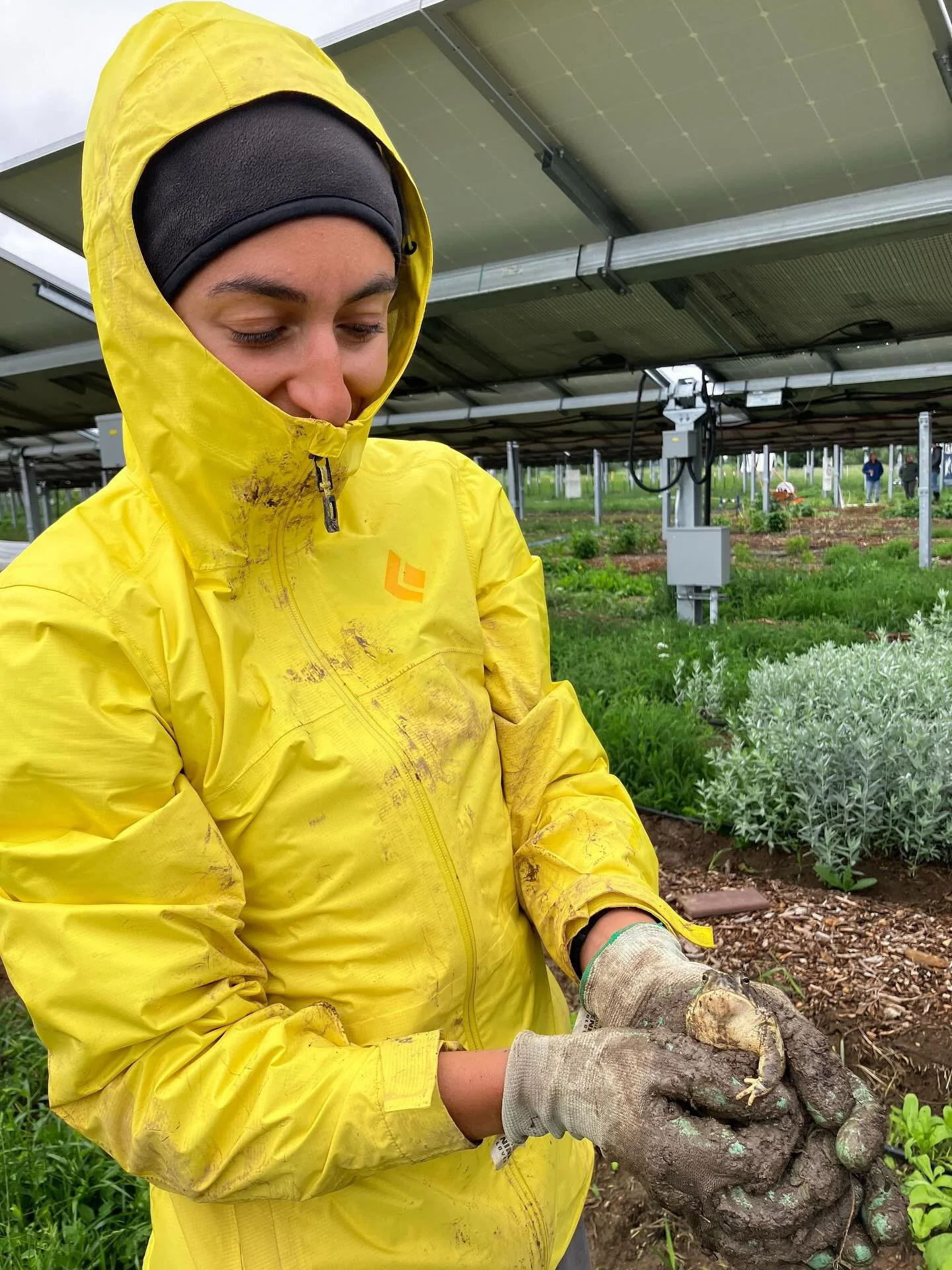 Ecosystem appreciation post 🎉😁🥳
***Happy Ecosystem***

At our @jackssolargarden Agrivoltaic site in Longmont we have an incredibly diverse ecosystem. 

The panels not only keep us farmers nice and cool but it also creates a home for so many little