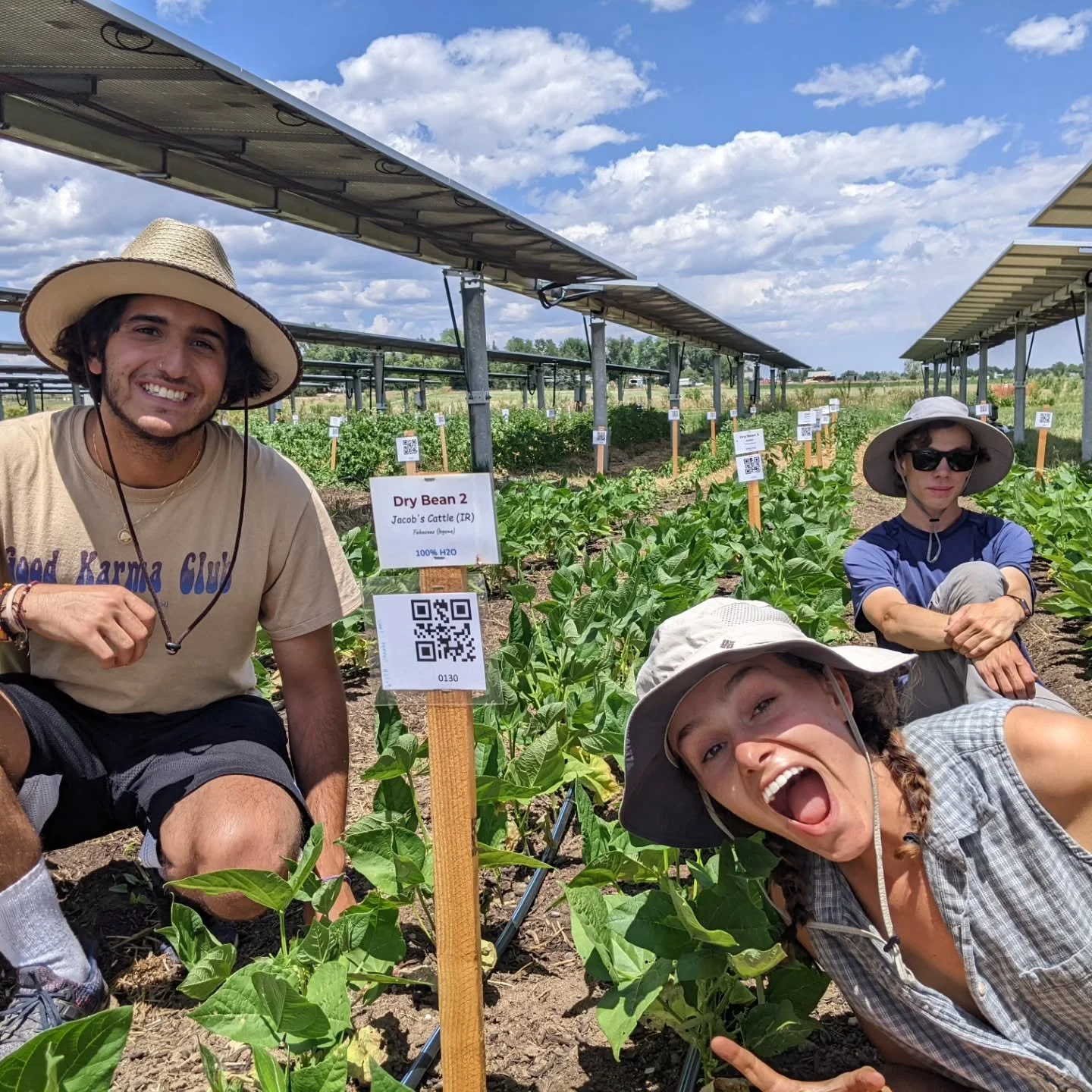 Well folks, the end of last season marked the end of our 3-acre vegetable farm under solar panels at @jackssolargarden , what was the largest agrivoltaic vegetable research site in the US!

It was an incredible experience to apply regenerative agricu