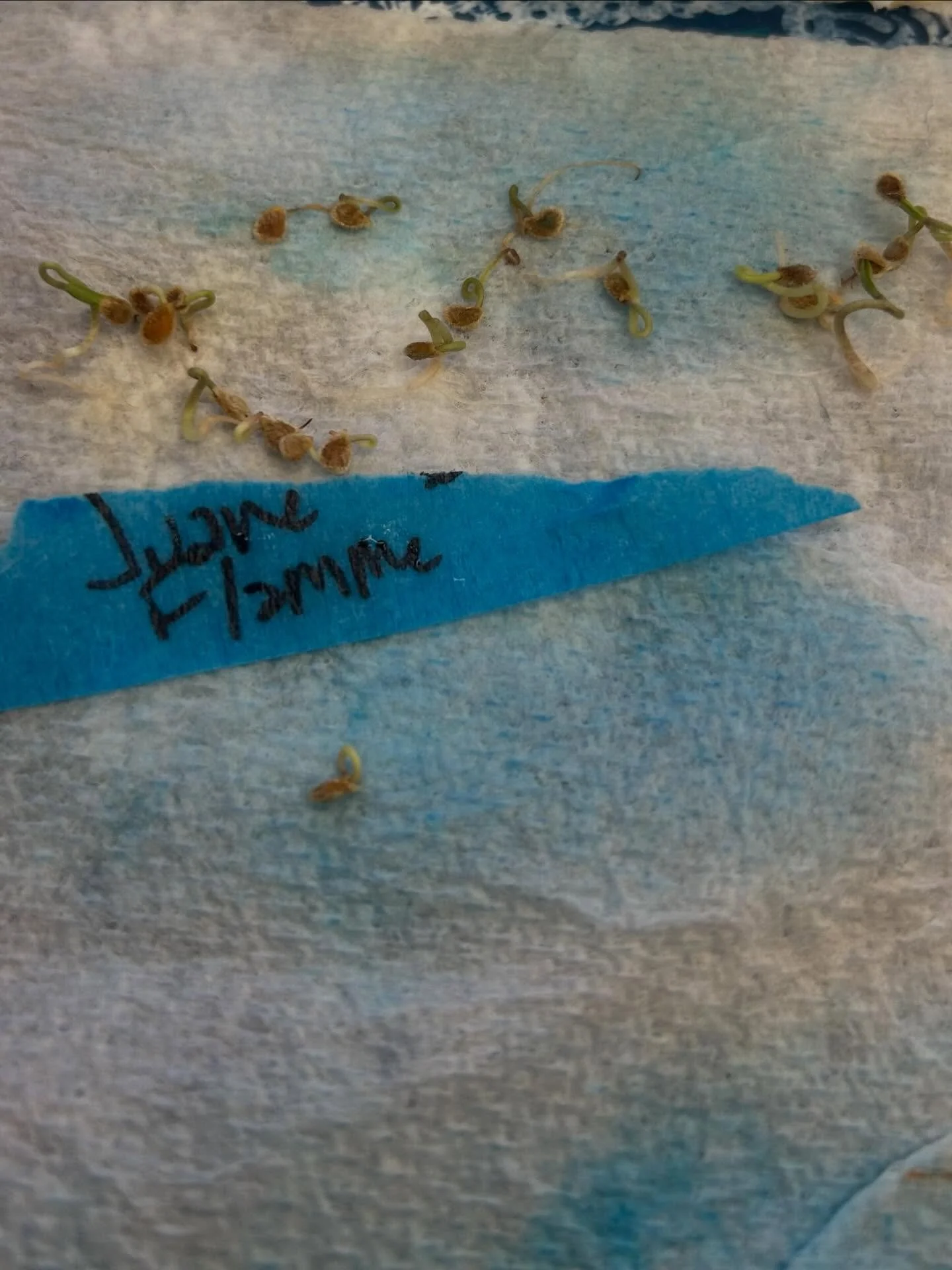 This is a great time of year to be testing your saved seeds for their germination rates. Farmer Steph had a bunch of tomato seeds saved from 2021, and is checking to see which seed varieties are still viable. Can you notice the difference between a f