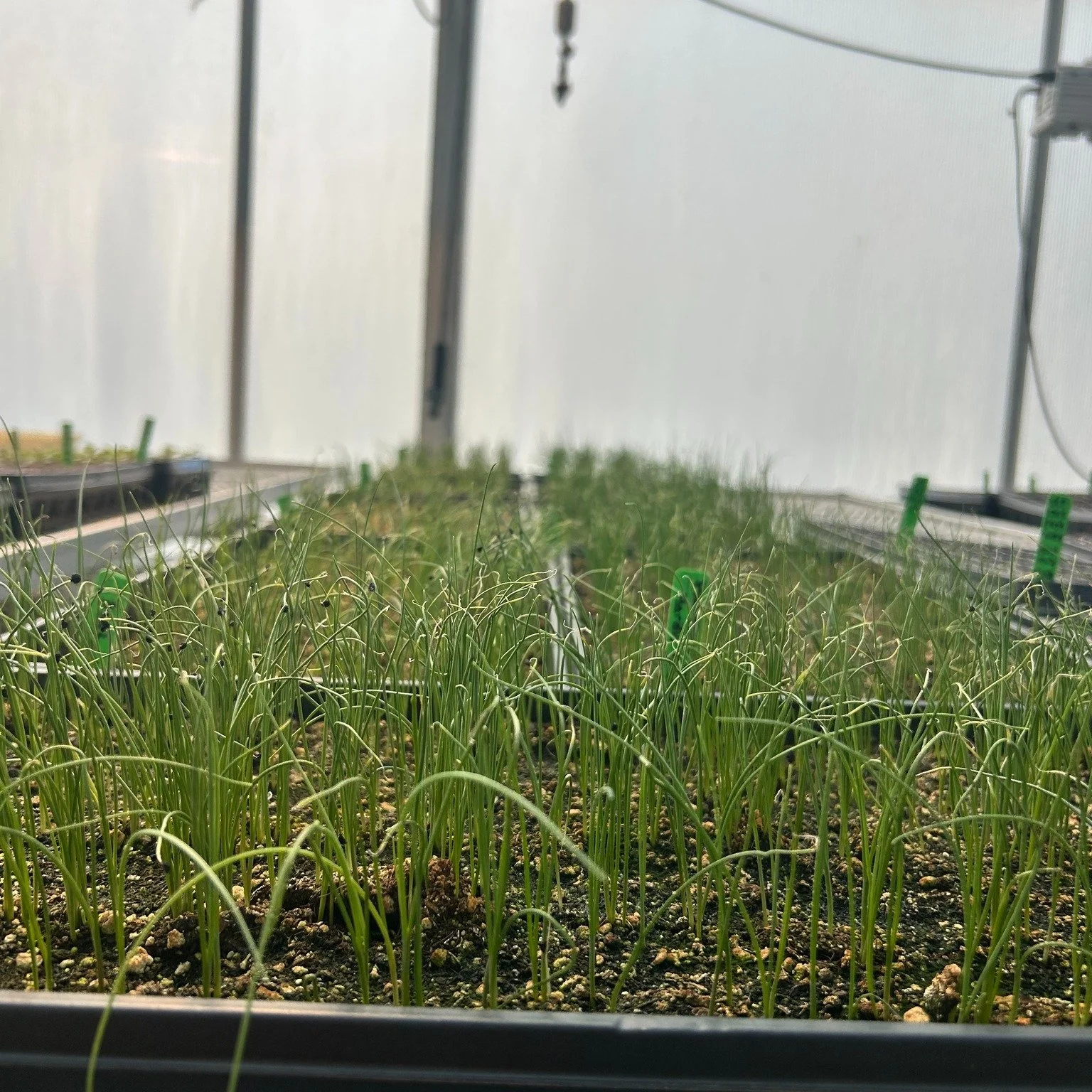Spring is officially here and there's something so special about this time of year in the greenhouse 🌱

Our onions are officially popping up! It&rsquo;s a small but mighty reminder of what&rsquo;s to come. These tiny green shoots might not look like