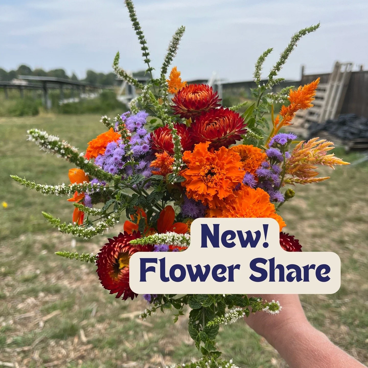 💐 We're so excited about our new 12-week flower share that we are offering at DGS, featuring organically grown bouquets diverse selection of beautiful, seasonal blooms. Some weeks will also include creative surprises like dried flowers, flower crown