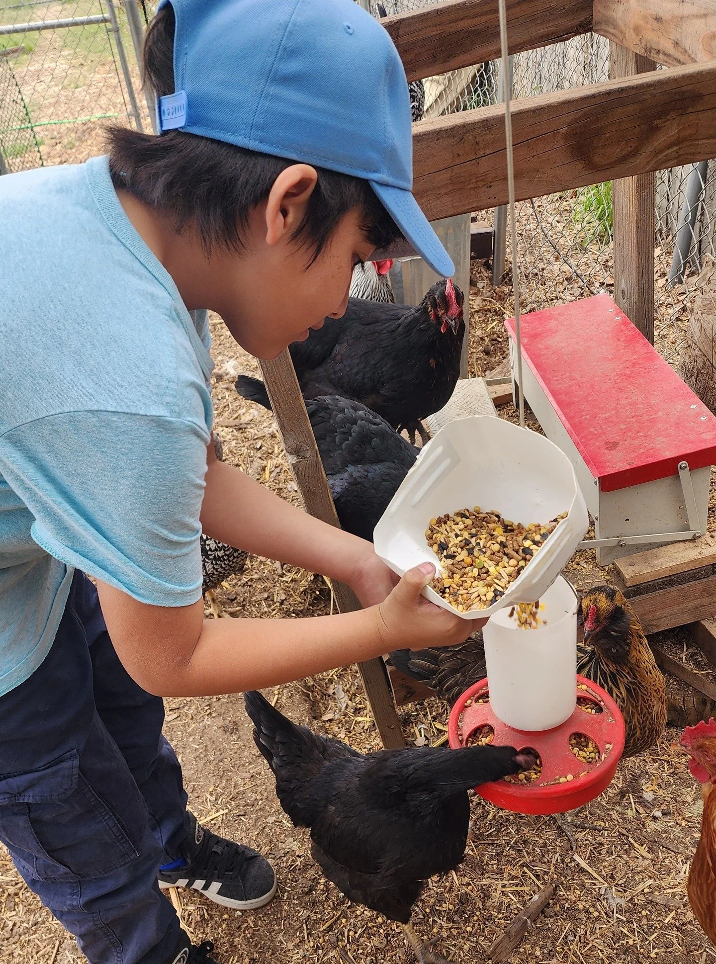 They sat watching the incubator window for weeks in 2nd grade. Now in 3rd grade, they&rsquo;re the ones filling feeders, checking water and collecting eggs. Growing up right alongside their flock!