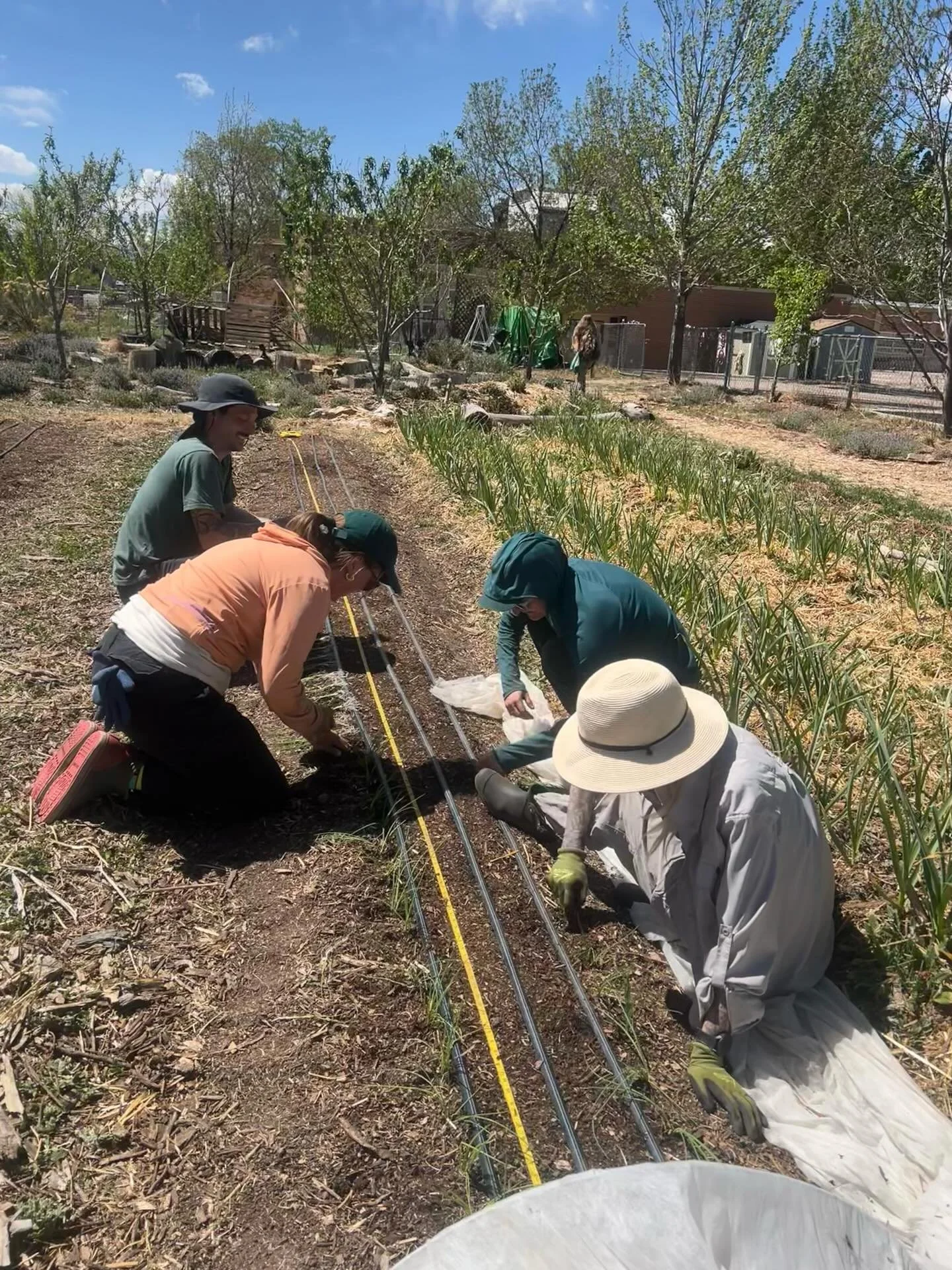 Time to plant!! Now that we got through the cold snap last week ❄️ (oh, spring in Colorado with your 60-degree temperature swings!) and irrigation is turned on 💦 at both farms, we&rsquo;re planting our cool season crops in earnest! 

Lots of alliums