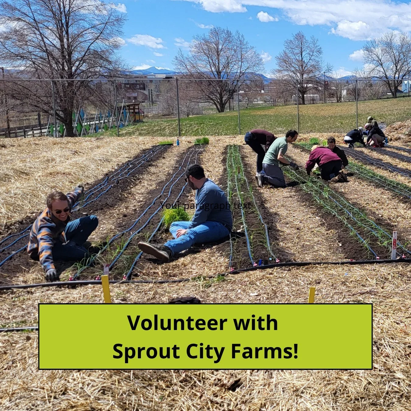 Weekly volunteer days start this Friday at Denver Green School Community Farm and Mountair Park Community Farm! We love our volunteers and we are so excited to have you back! 

Join us on Fridays from 10am - 12pm to meet new people while working alon