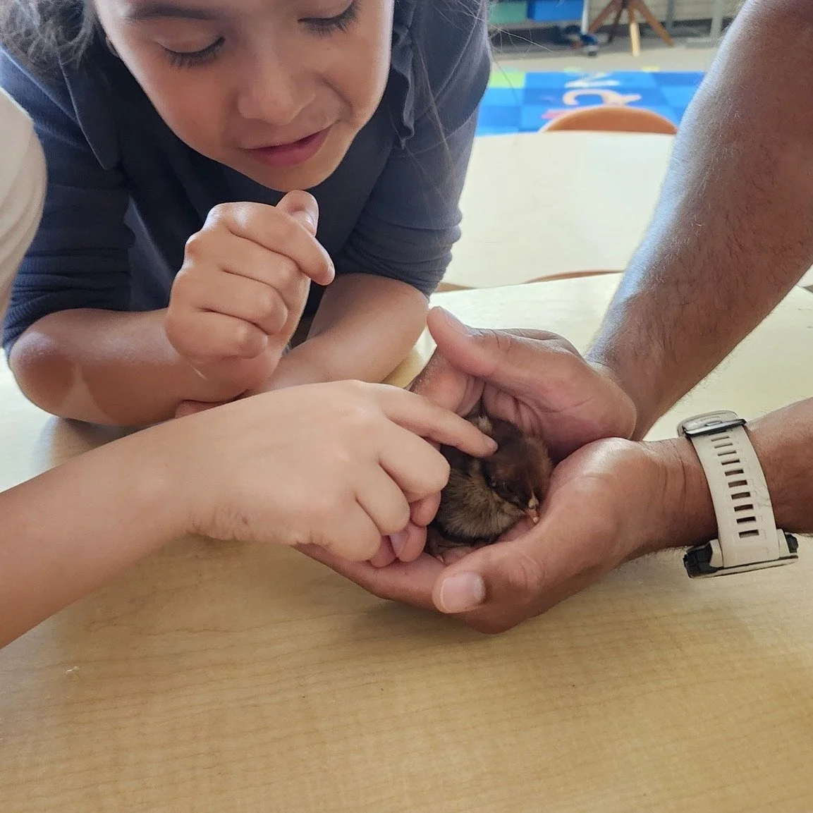 There&rsquo;s nothing quite like a tiny chick to remind us how magical science can be!

For three weeks, these 2nd graders have been caretakers. Checking temperature, tracking humidity, and counting down the days. This week, all that hard work turned