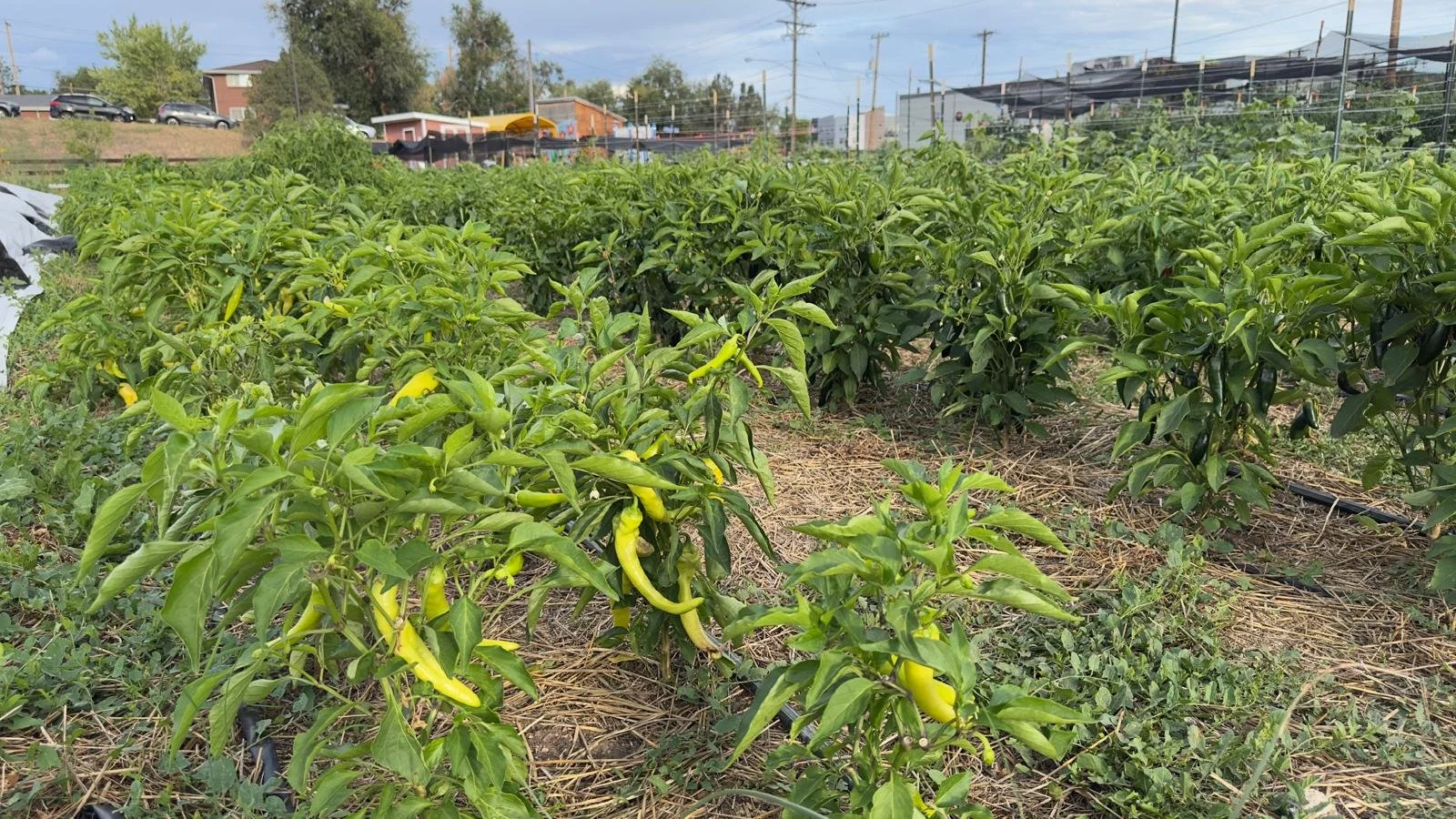 The farms are sure looking good this time of year! 🌱✨

There&rsquo;s nothing quite like visiting the farm in late summer and early fall&mdash;the fields are full, the veggies are abundant, and there are lots of ways to get involved. Come enjoy the b