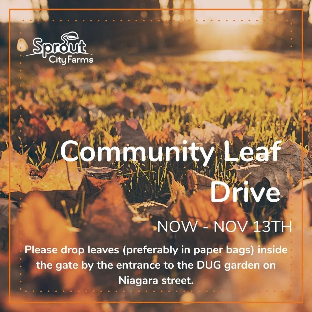 Please help us out by bringing any bags of leaves you have to the farm for us to use in the chicken coop and on the farm! 🍂🍂🍂