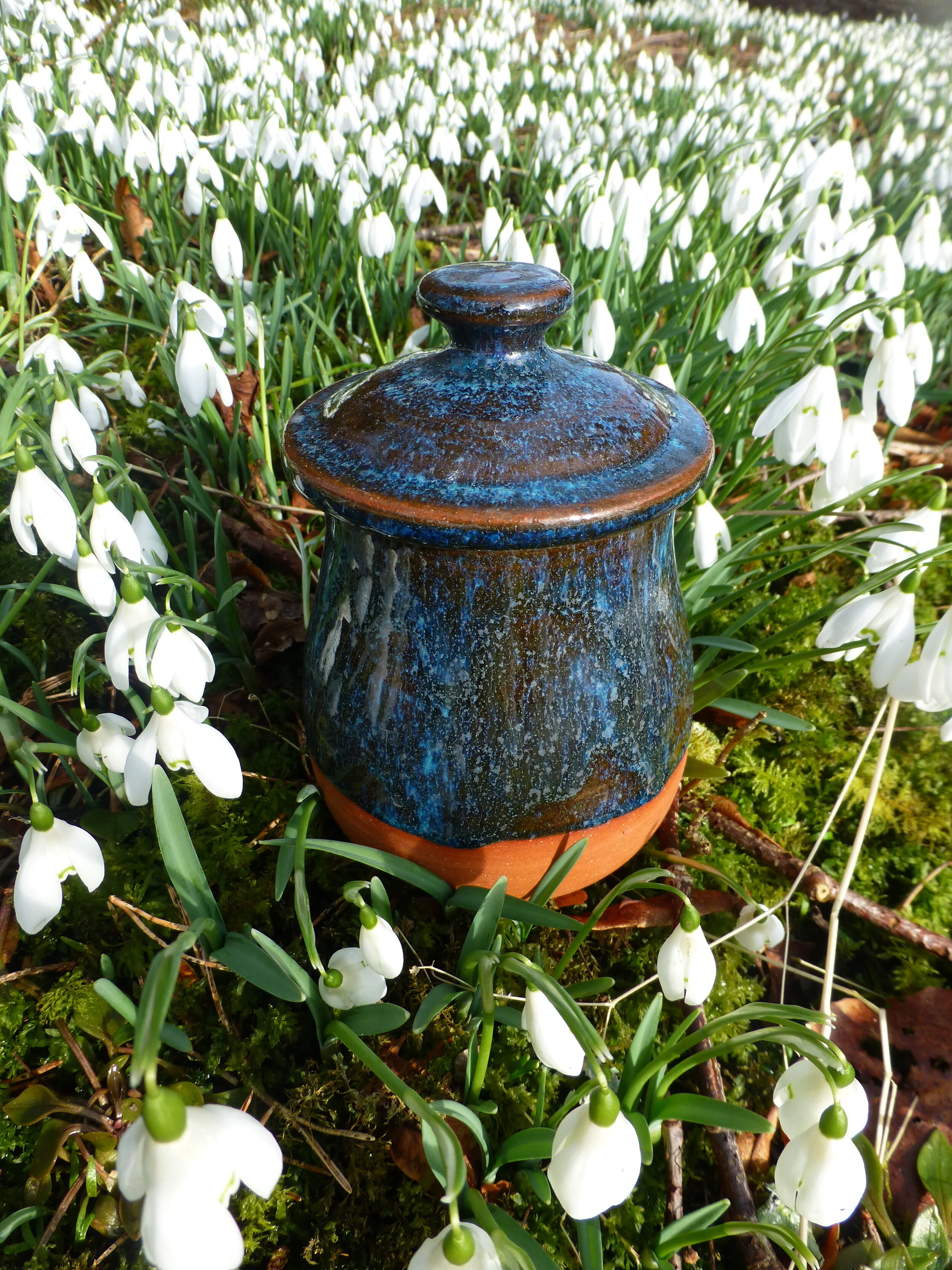 Rockpool Glaze Lidded Terracotta Pot