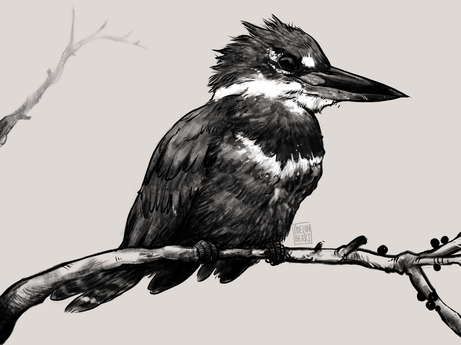 female belted kingfisher.png