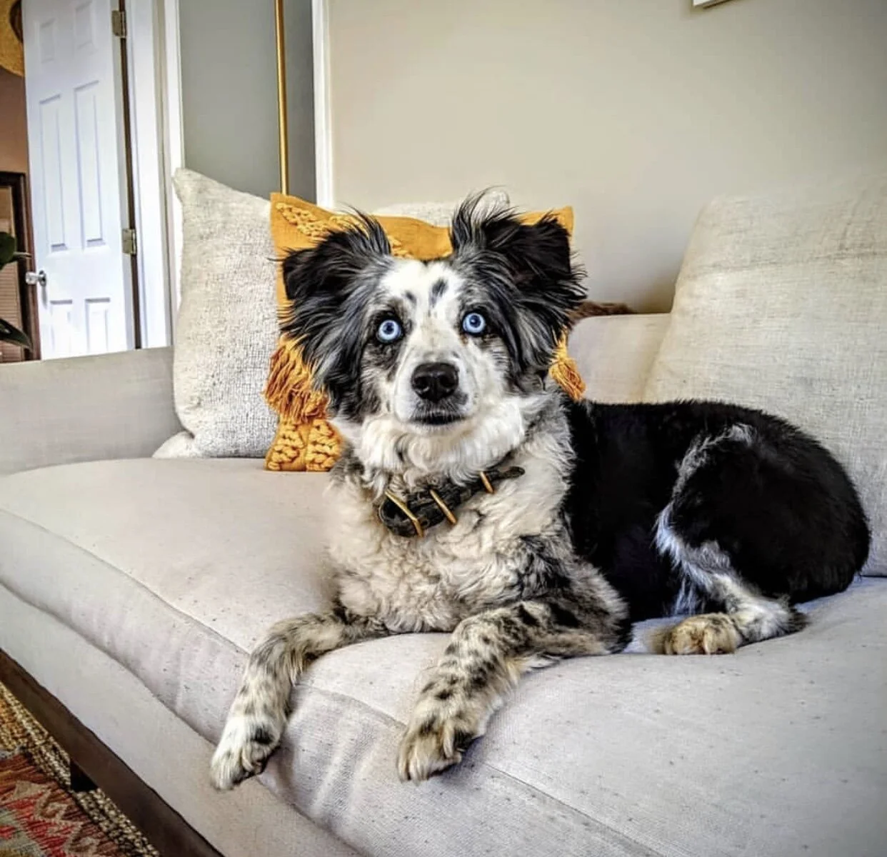 diy dog ramp for stairs