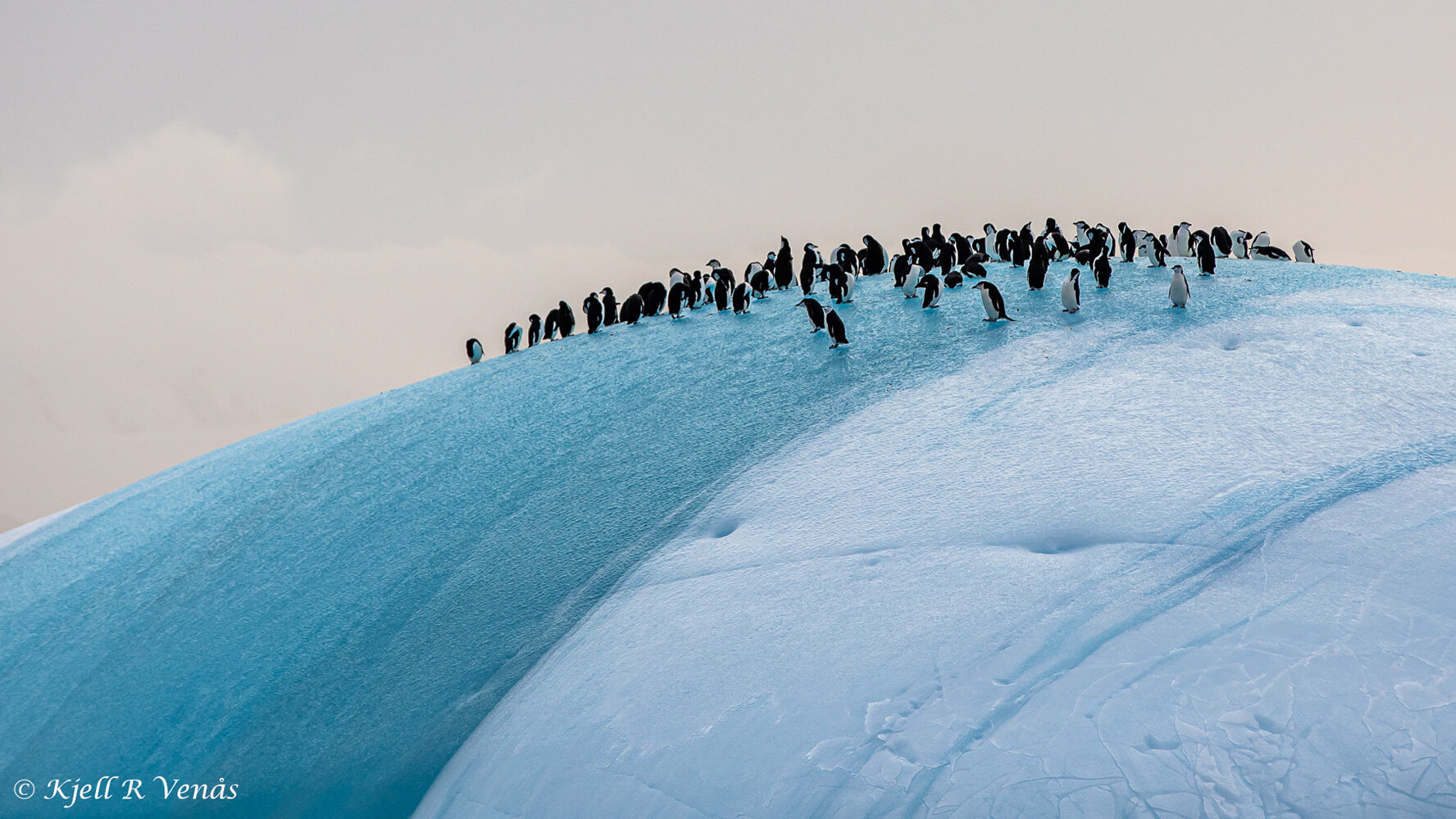 Penguin-on-ice.jpg