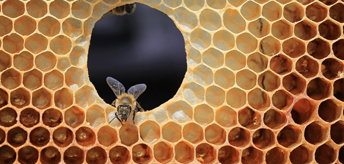 bee-honeycomb.PNG