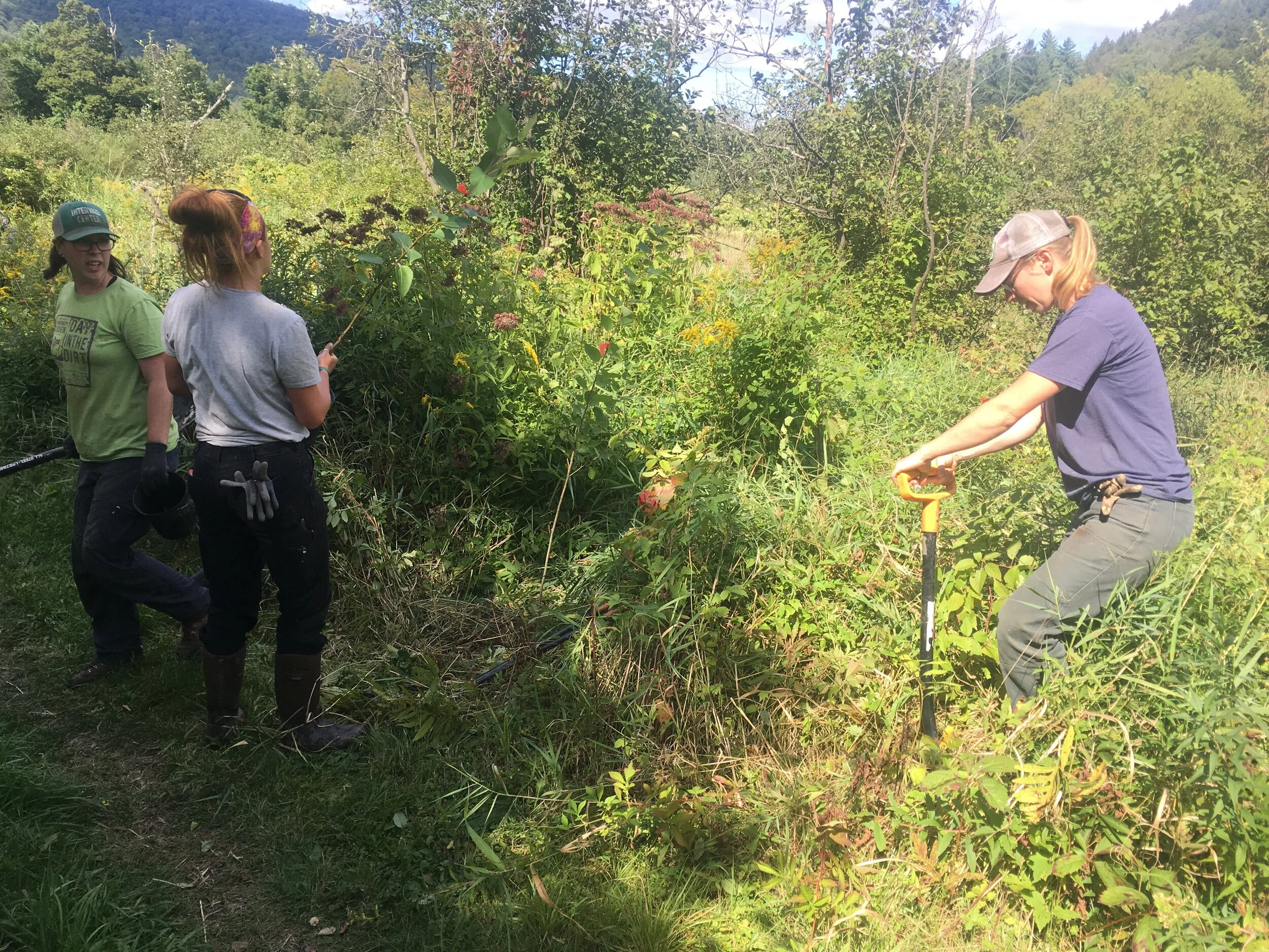 Battling invasive plants on Waitsfield's Austin Parcel