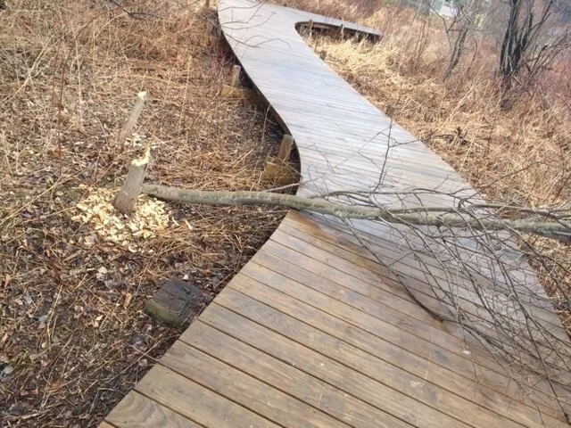 beaver tree on boardwalk _ Darryl Forrest.jpeg
