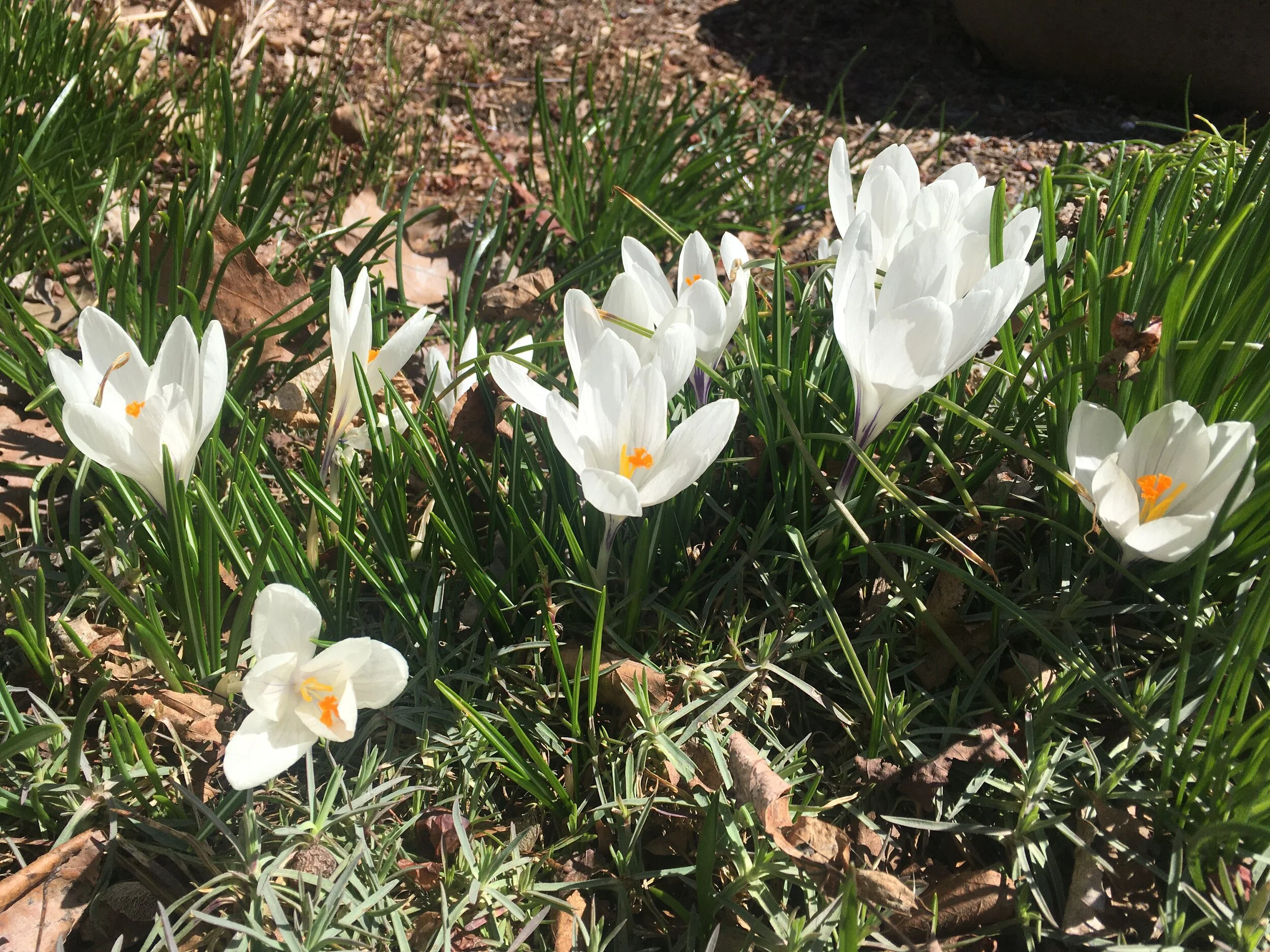 Is the Path open or closed right now?