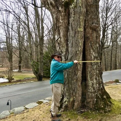 “Biggest Tree in the MRV” challenge is underway