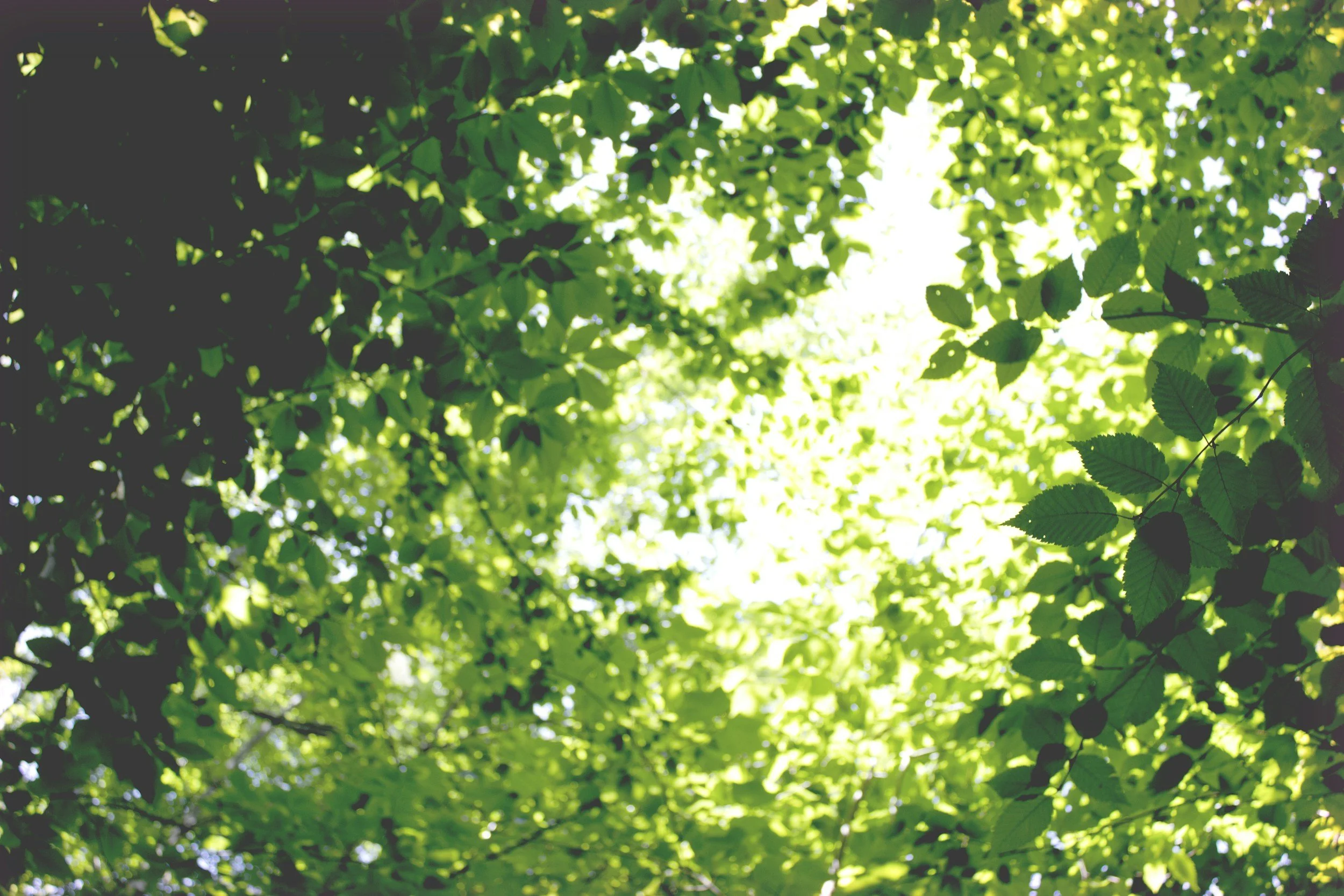The Heartbeat of a Musical Summer